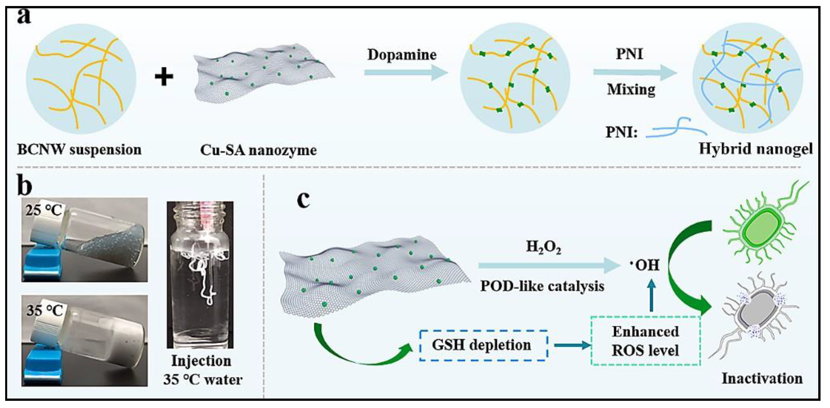 Biomedicines 10 01378 g003