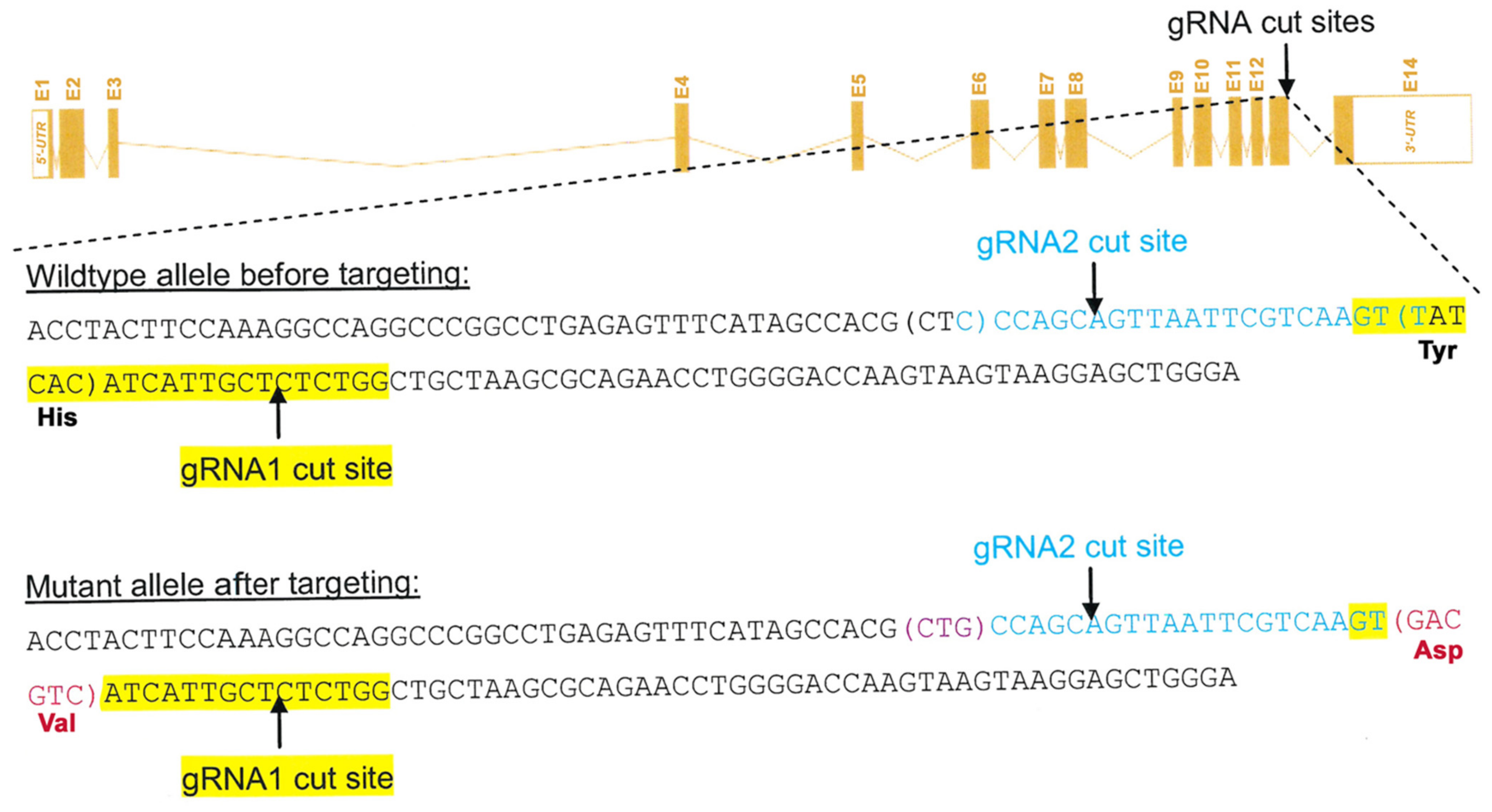 Biomedicines 10 01379 g001 550
