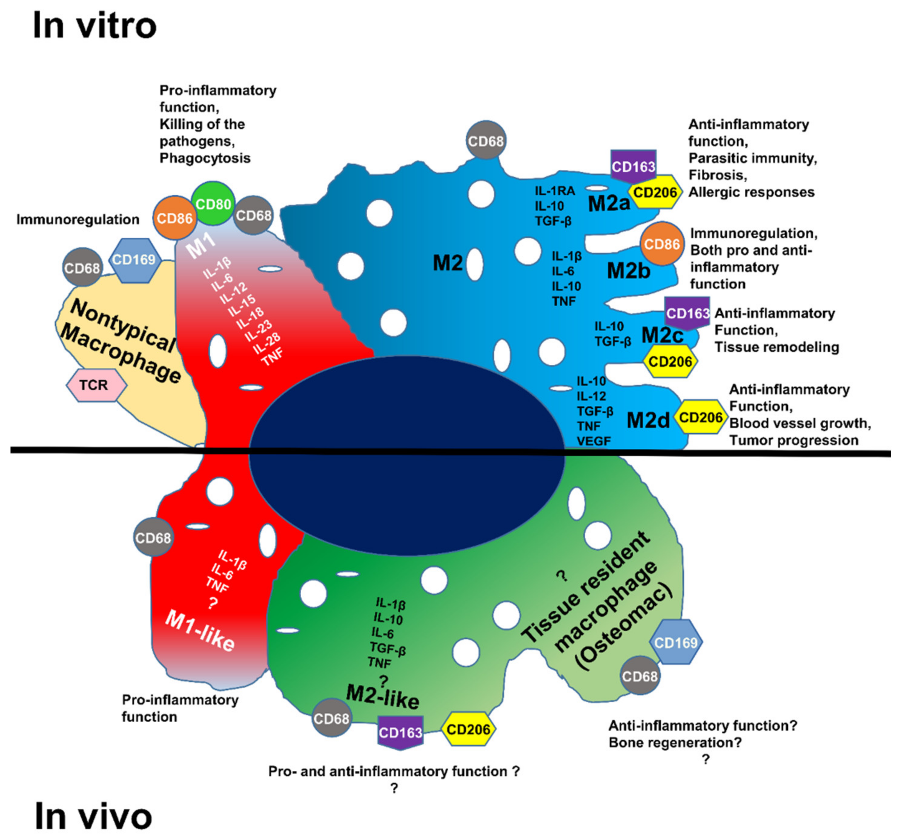 Biomedicines 10 01385 g001