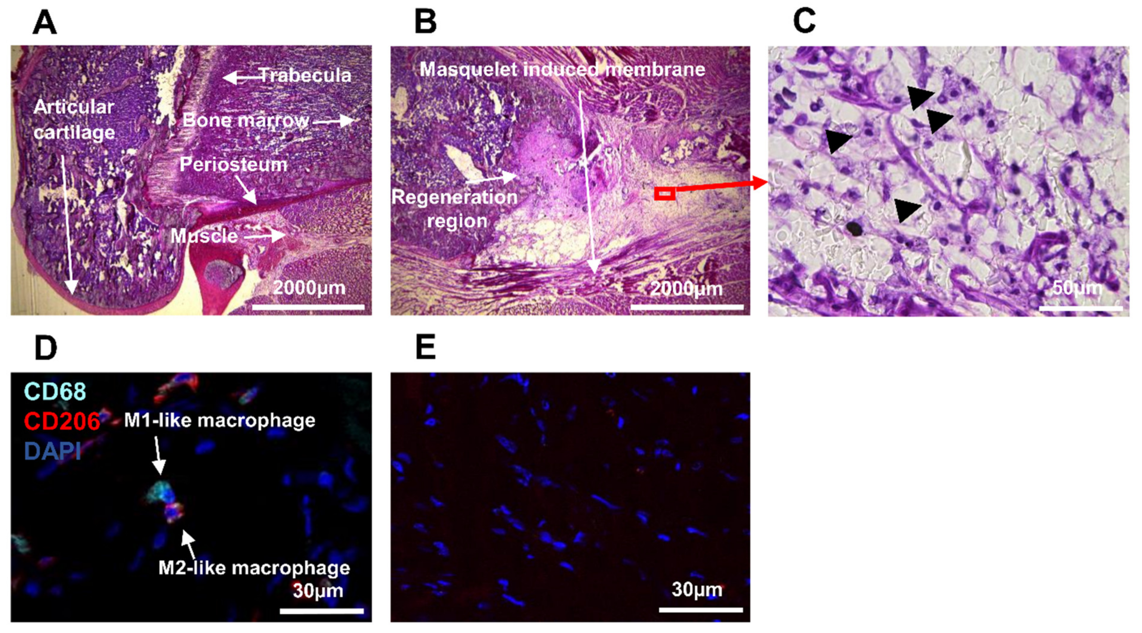 Biomedicines 10 01385 g002