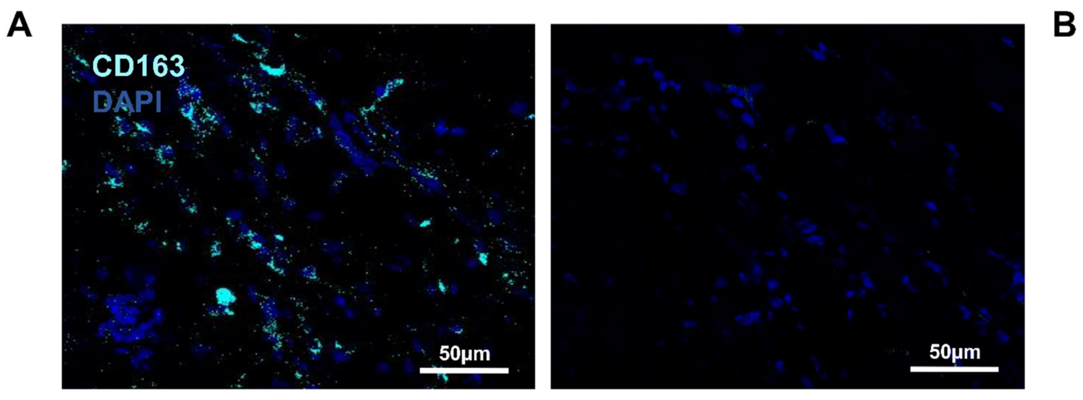 Biomedicines 10 01385 g004