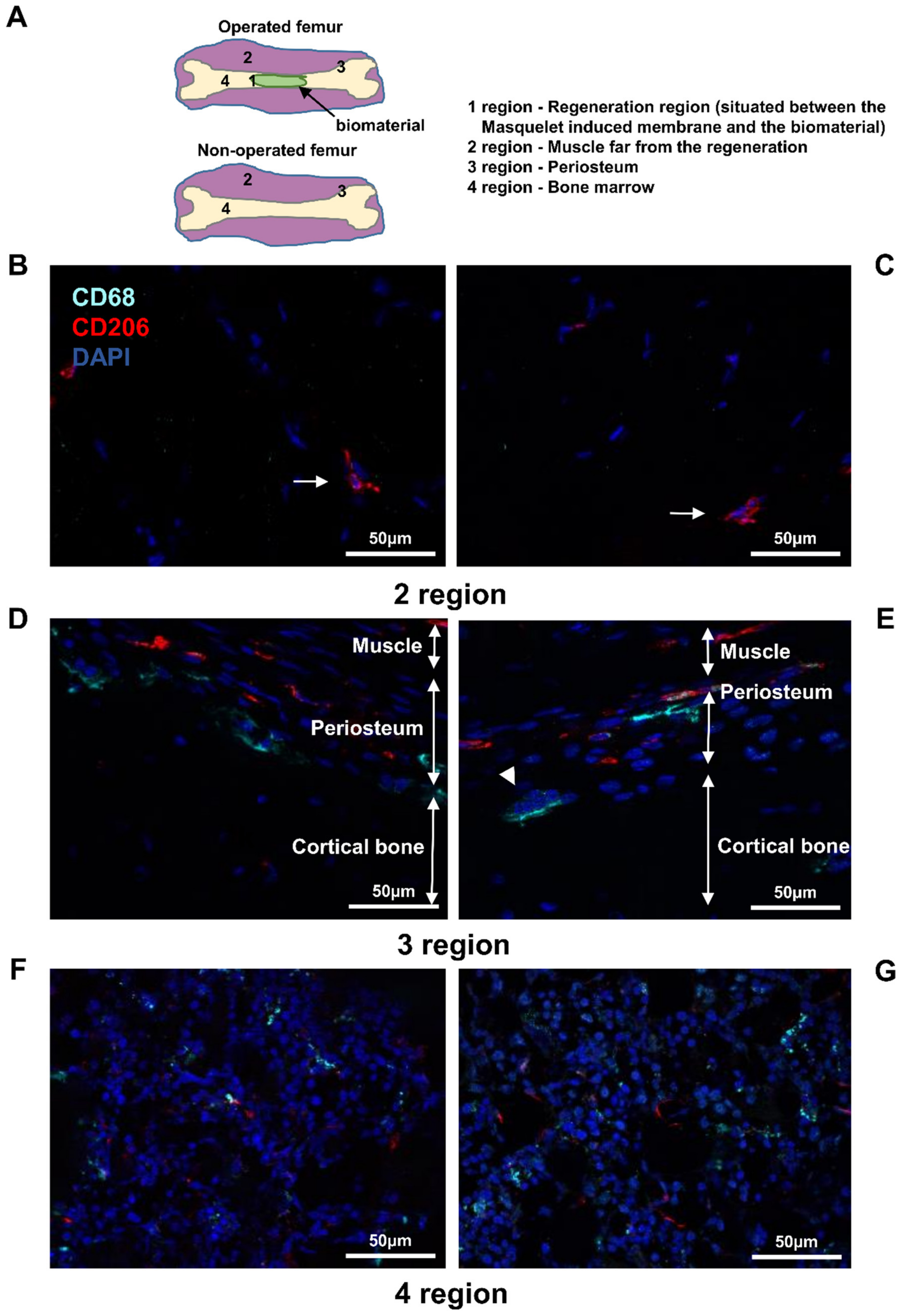 Biomedicines 10 01385 g005