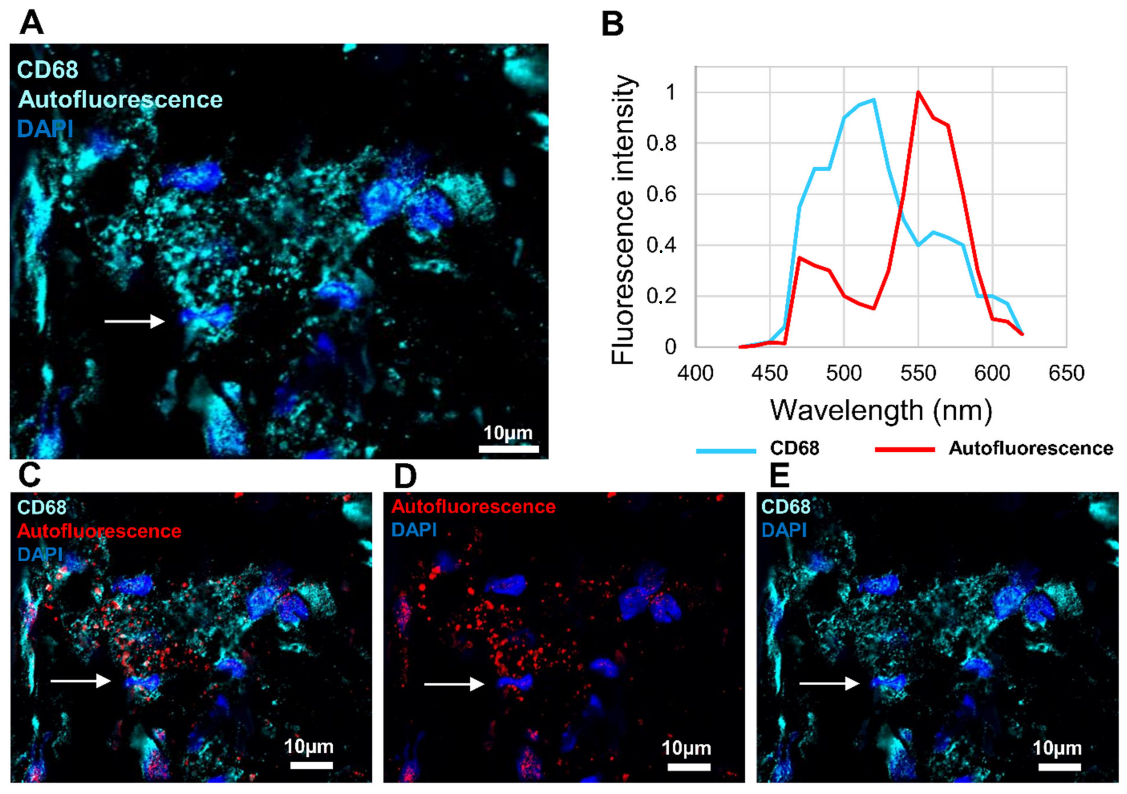 Biomedicines 10 01385 g007