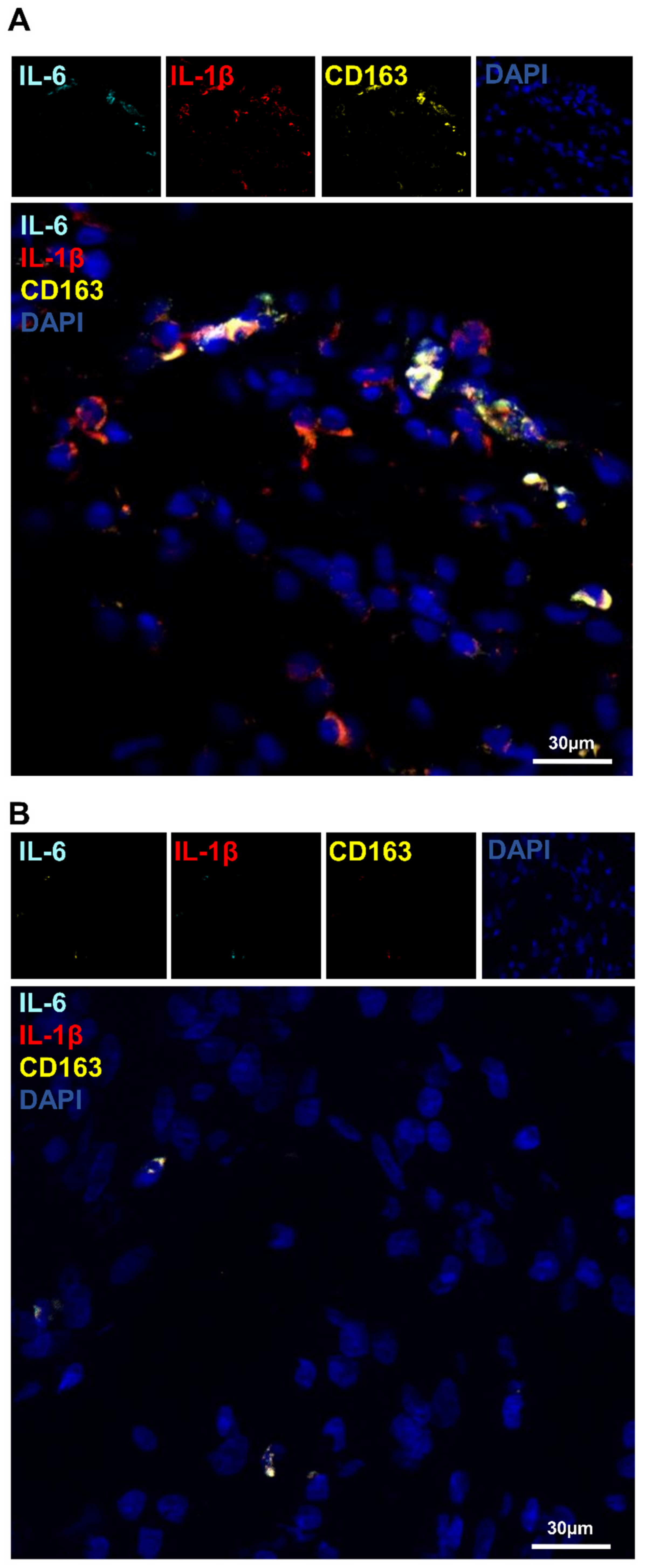 Biomedicines 10 01385 g010