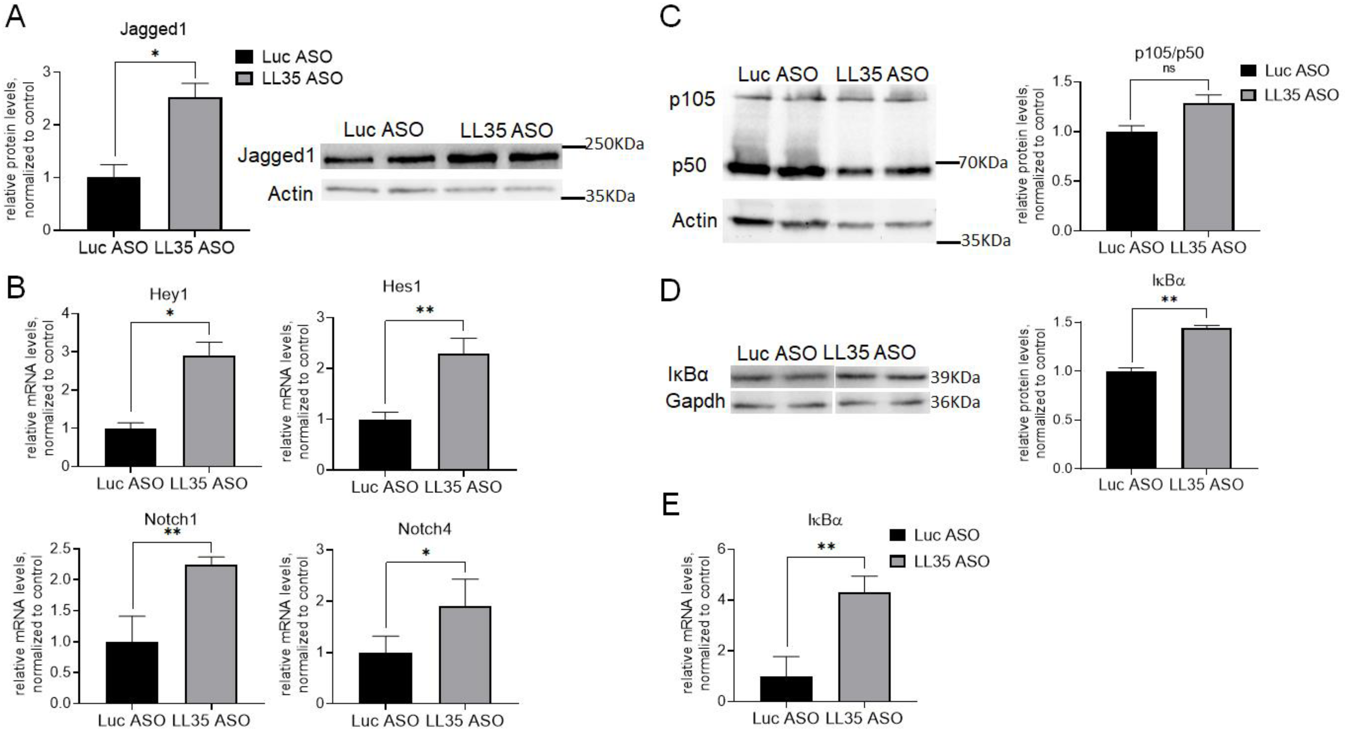 Biomedicines 10 01397 g008