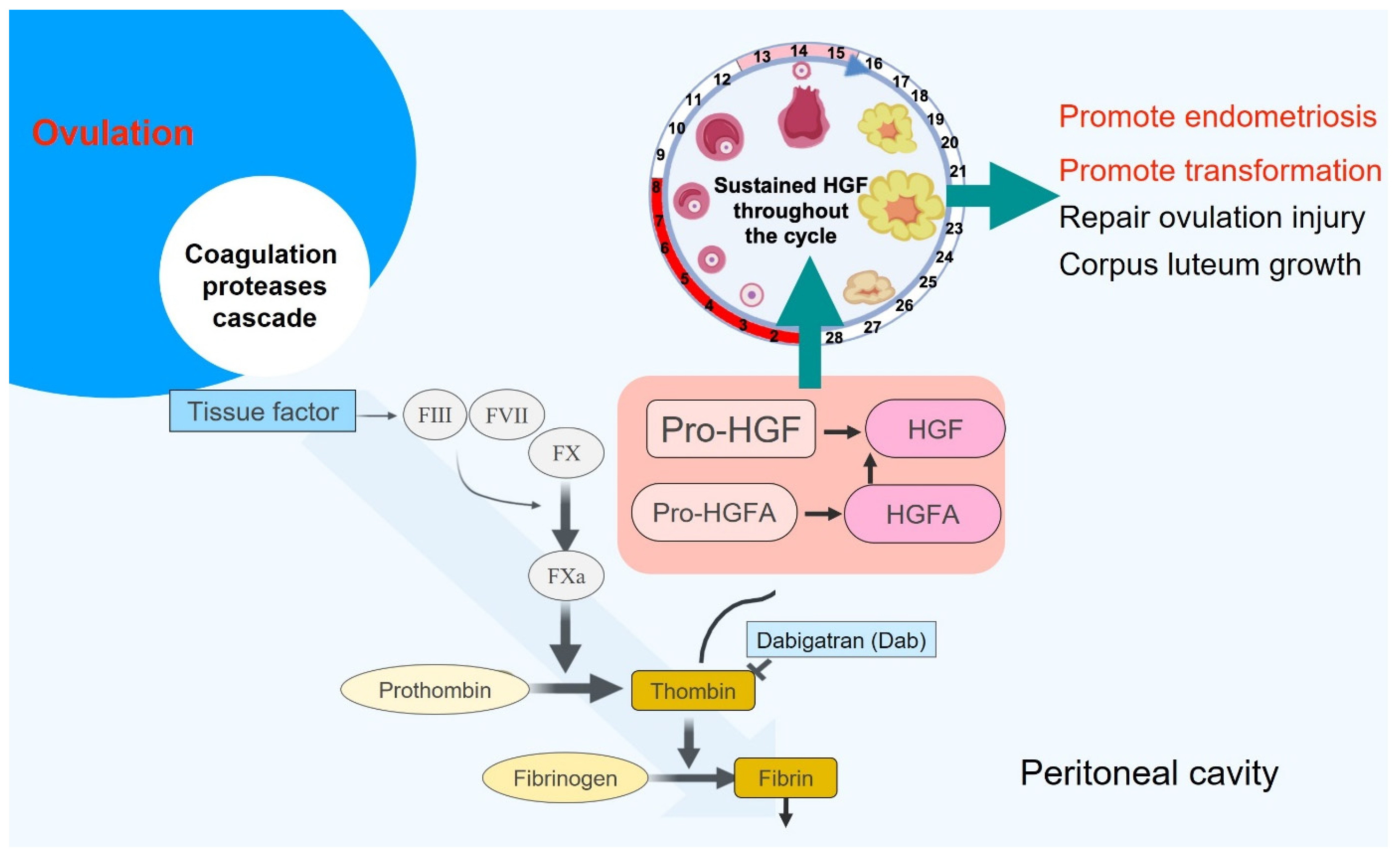 Biomedicines 10 01403 g002