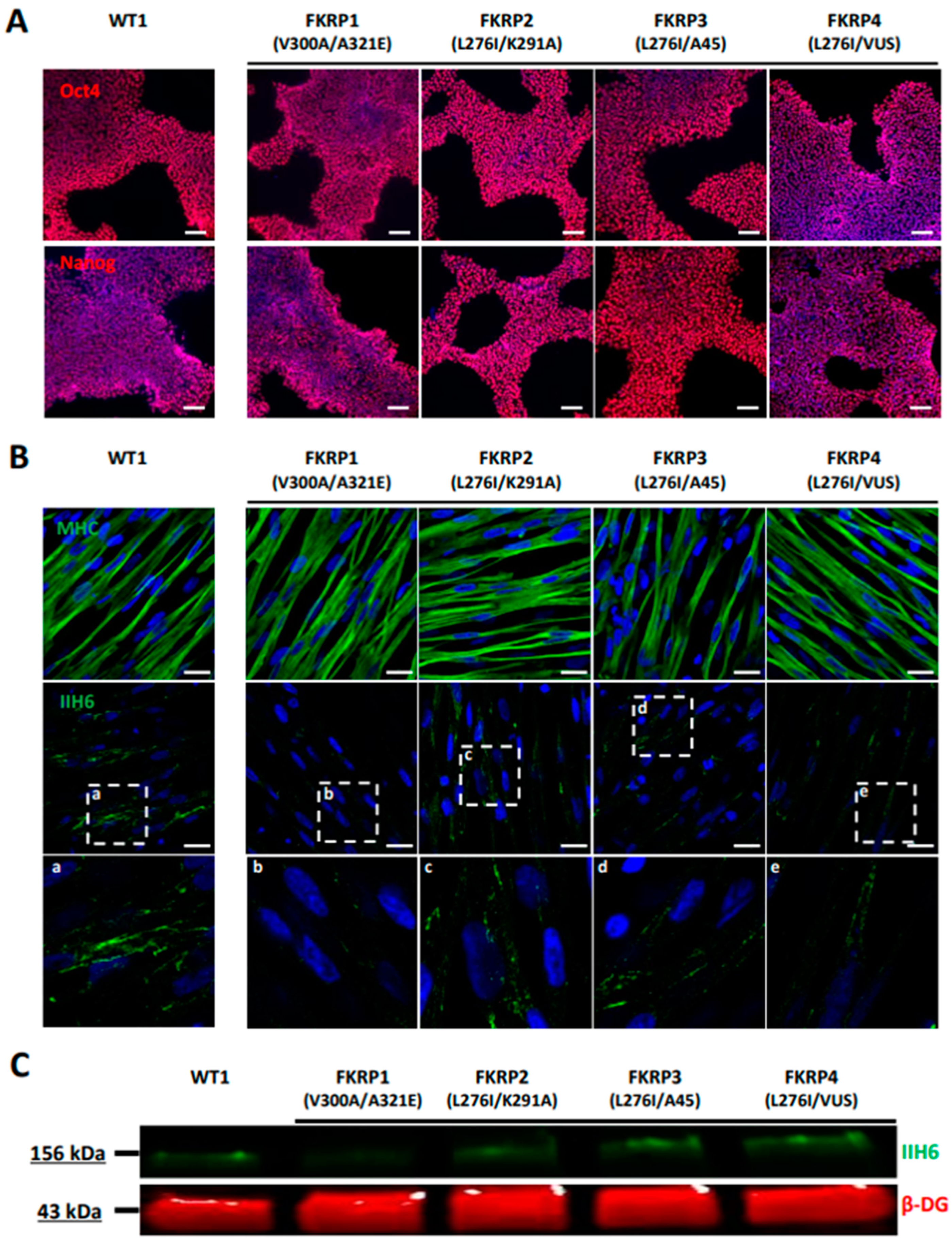 Biomedicines 10 01428 g005