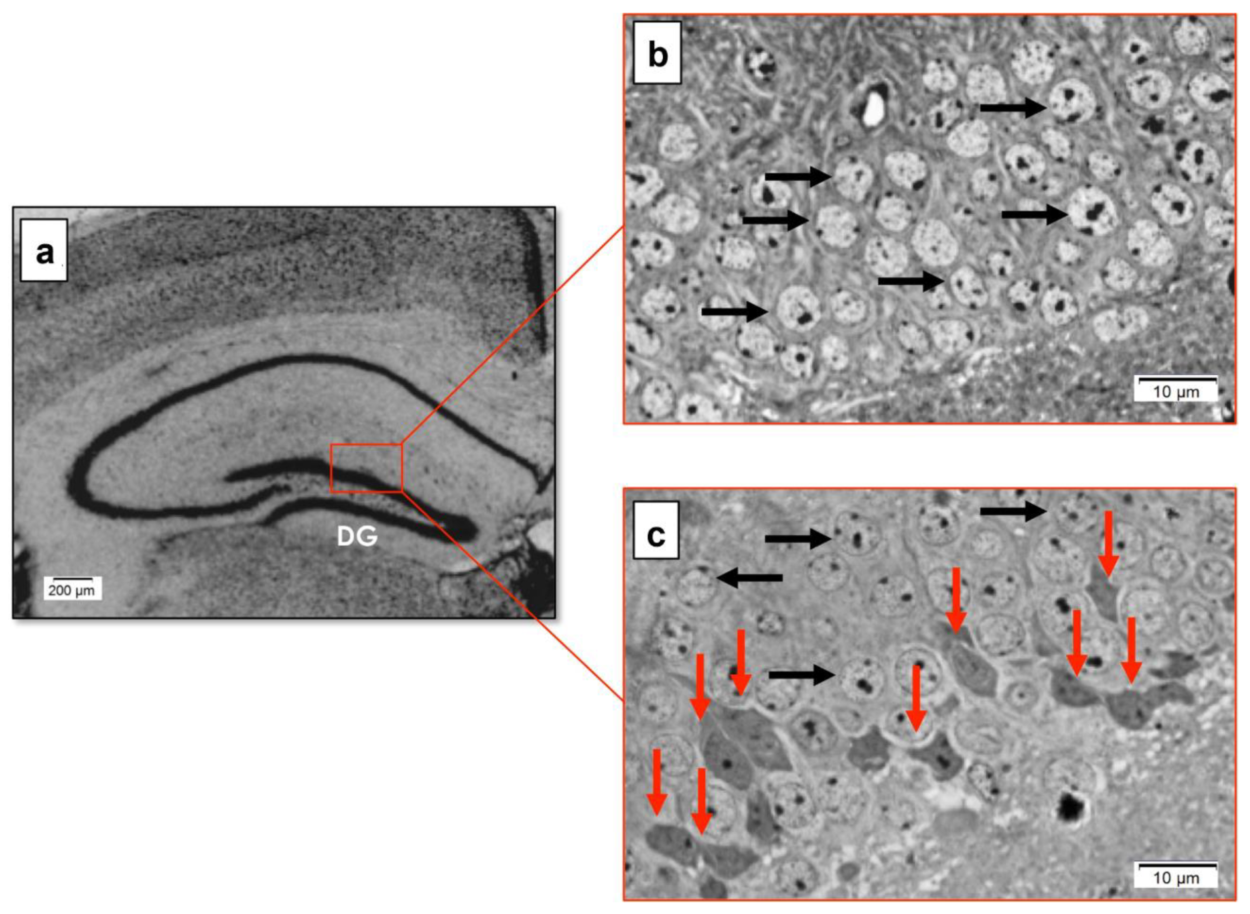 Biomedicines 10 01433 g005