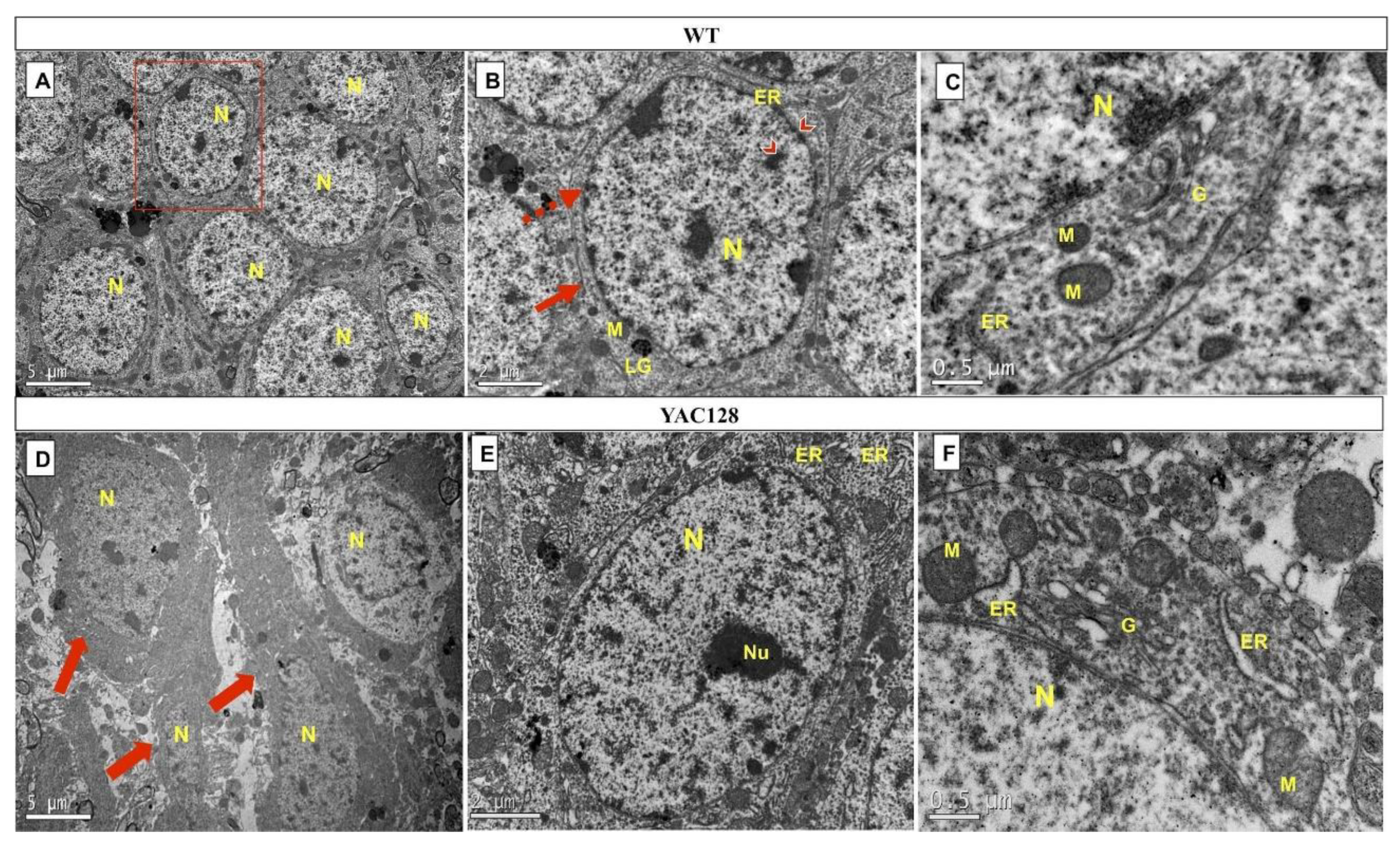 Biomedicines 10 01433 g006
