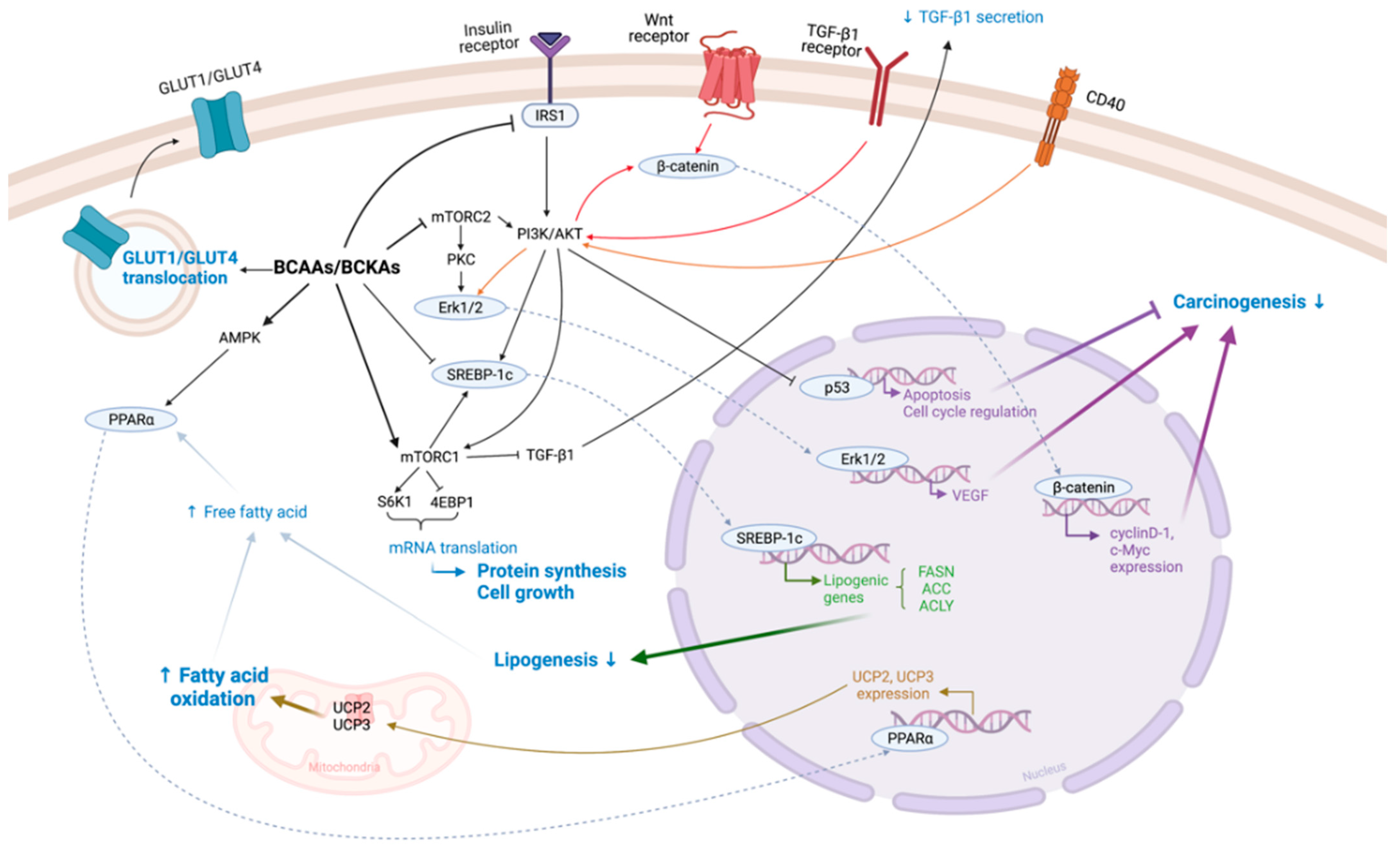 Biomedicines 10 01444 g002