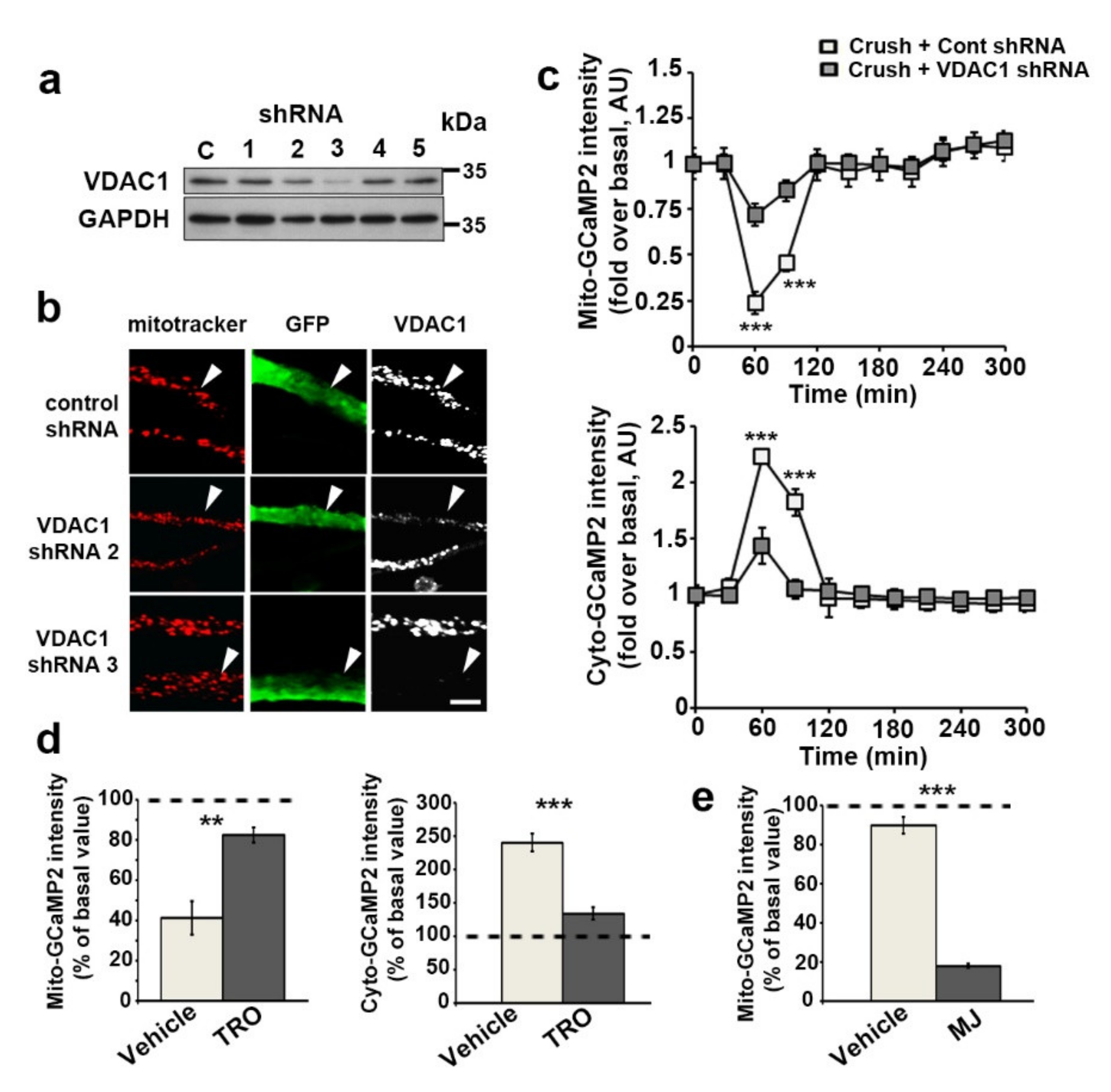 Biomedicines 10 01447 g004