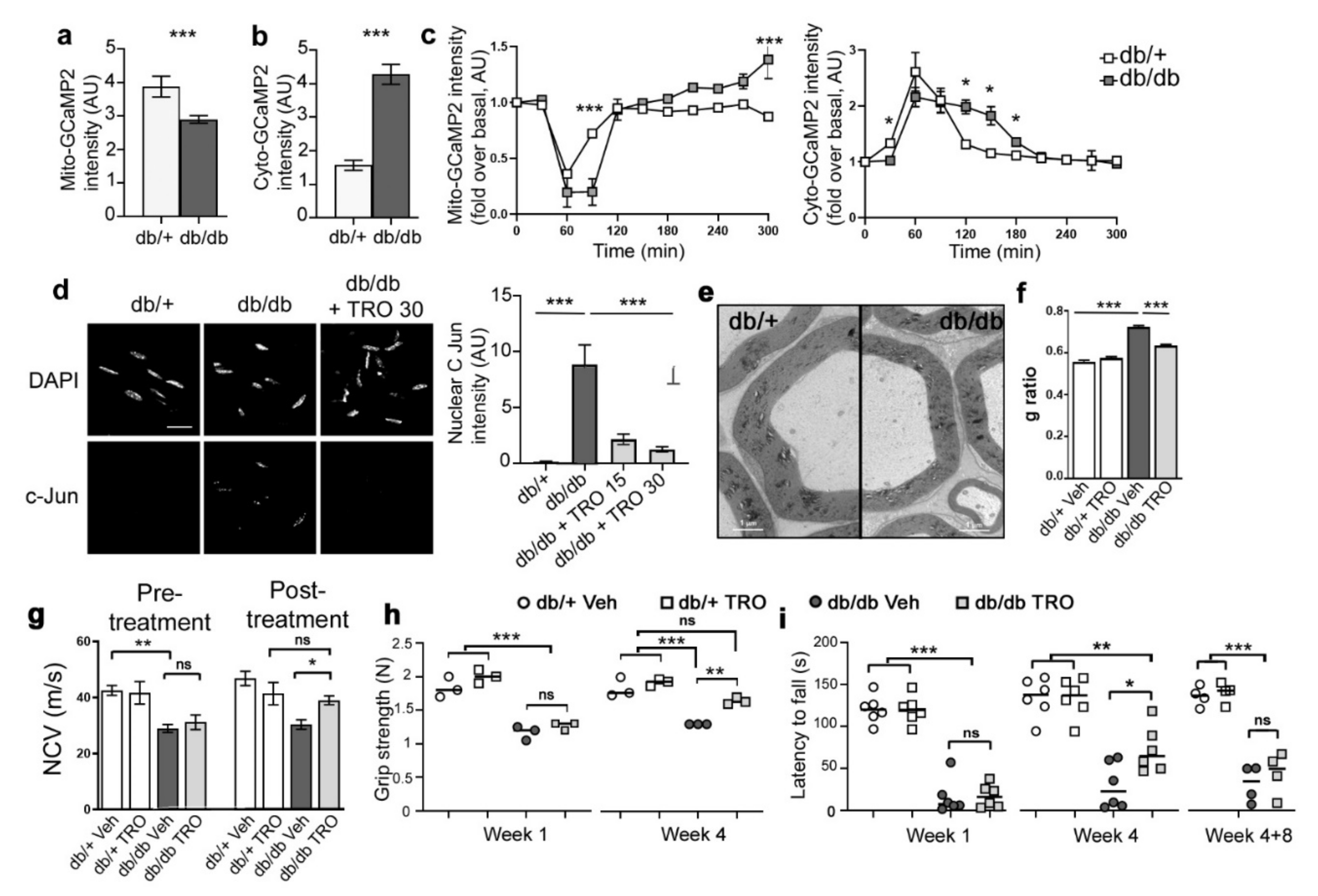 Biomedicines 10 01447 g007