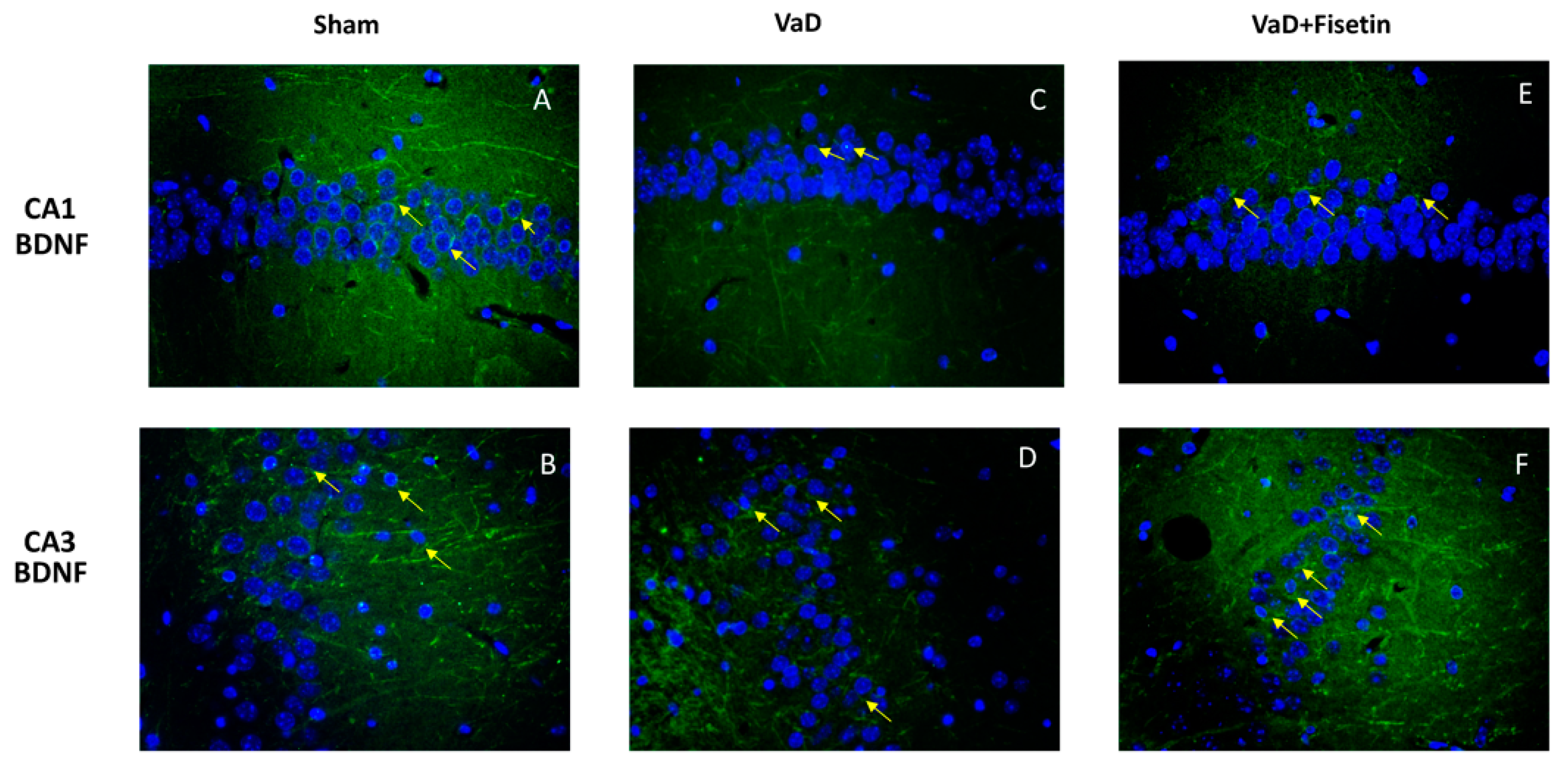 Biomedicines 10 01448 g005