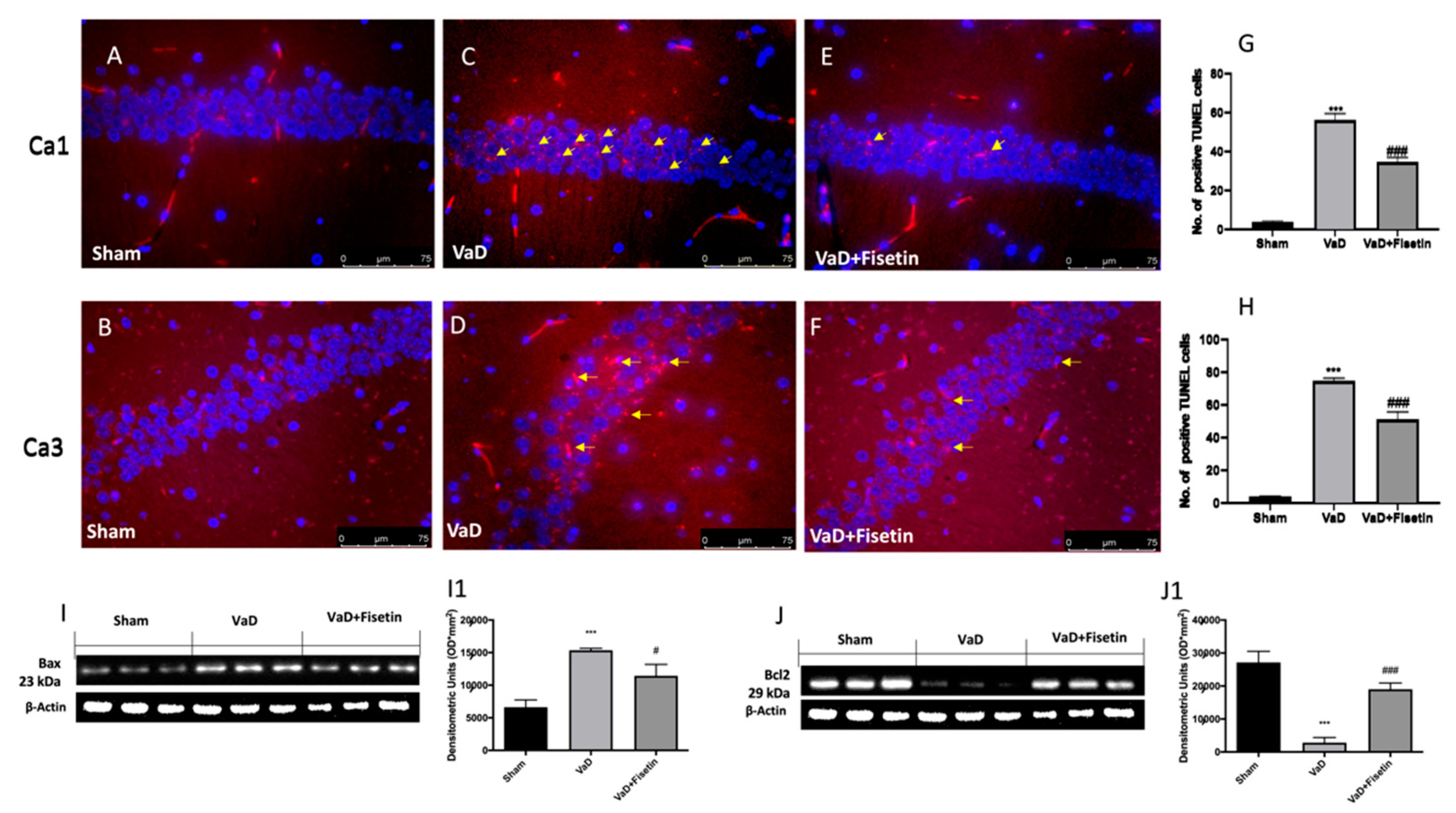 Biomedicines 10 01448 g006