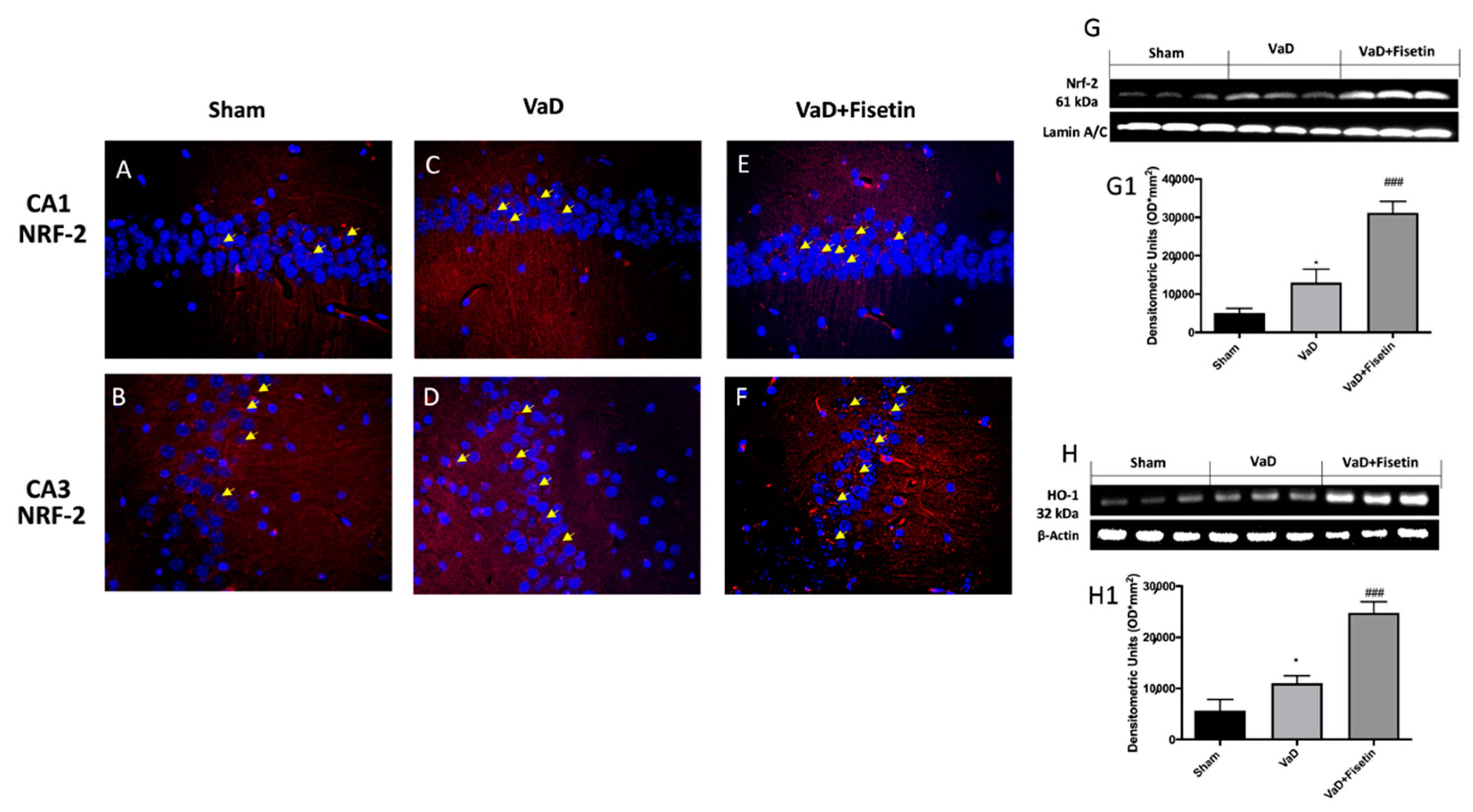 Biomedicines 10 01448 g009