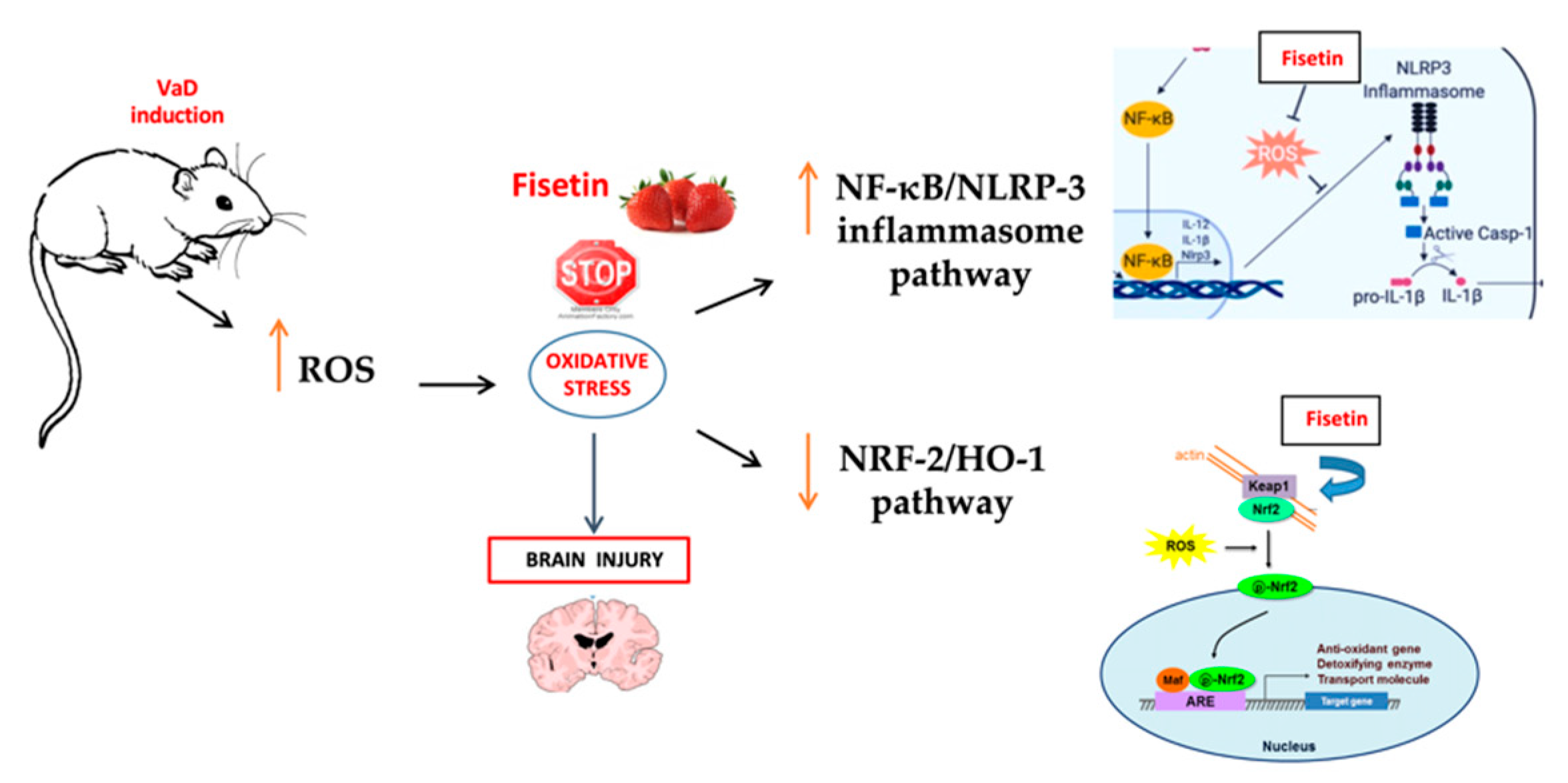 Biomedicines 10 01448 g010