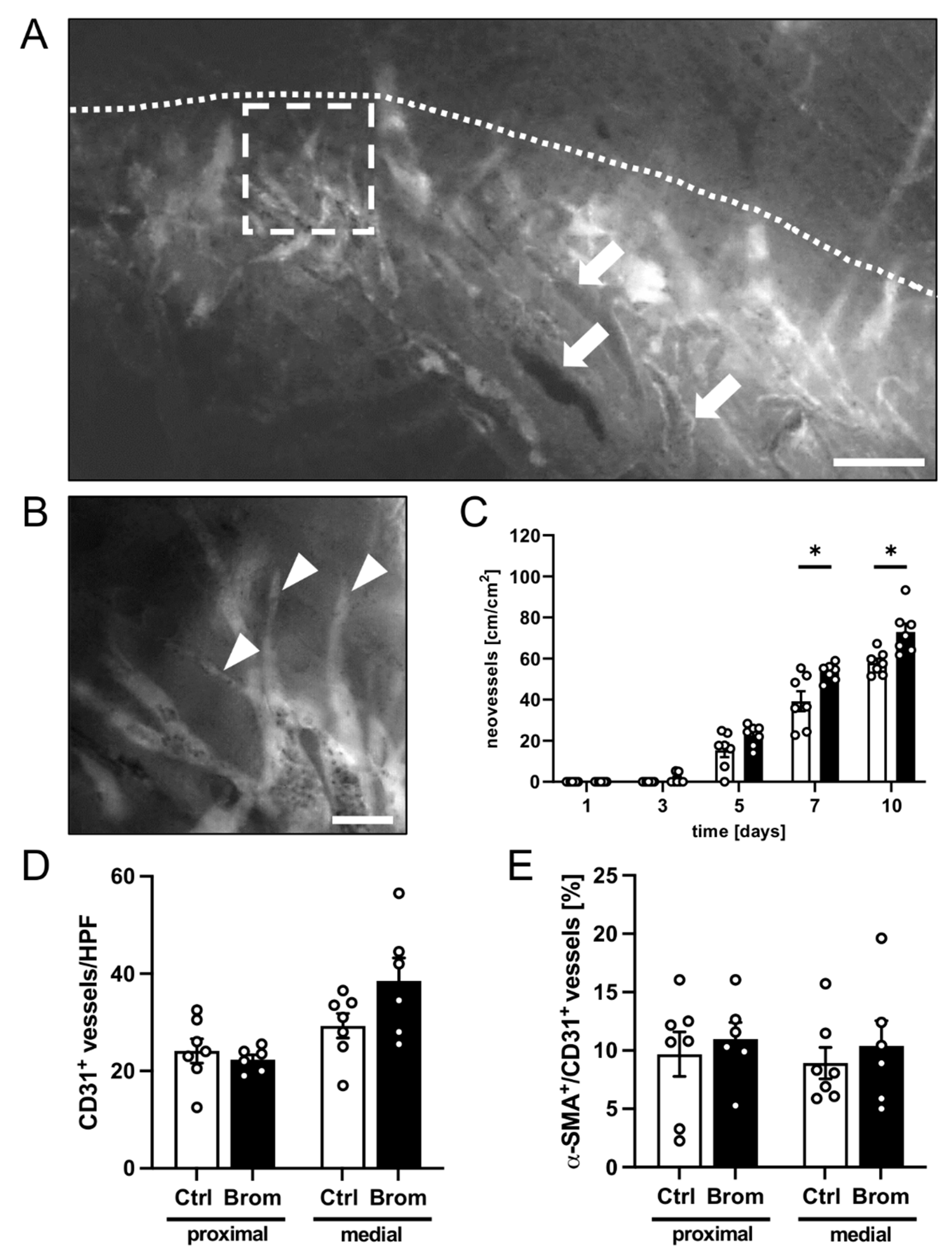 Biomedicines 10 01449 g003 Biomedicines 10 01449 g003