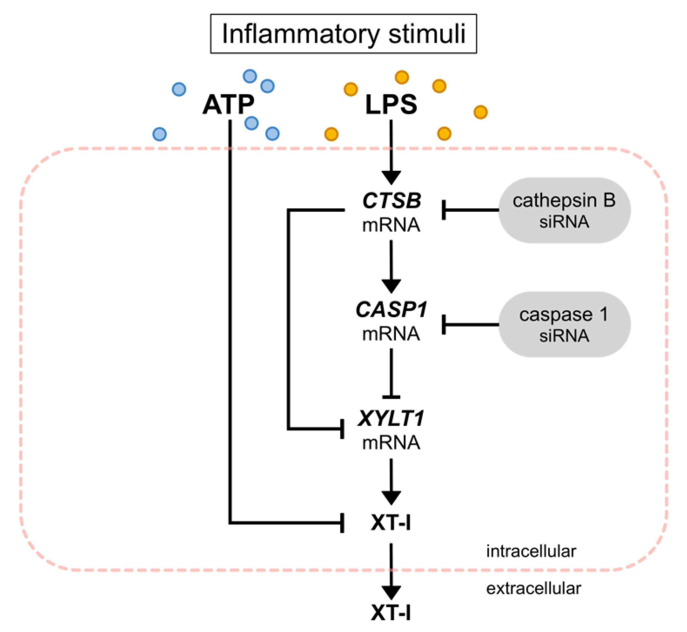 Biomedicines 10 01451 g009 Biomedicines 10 01451 g009