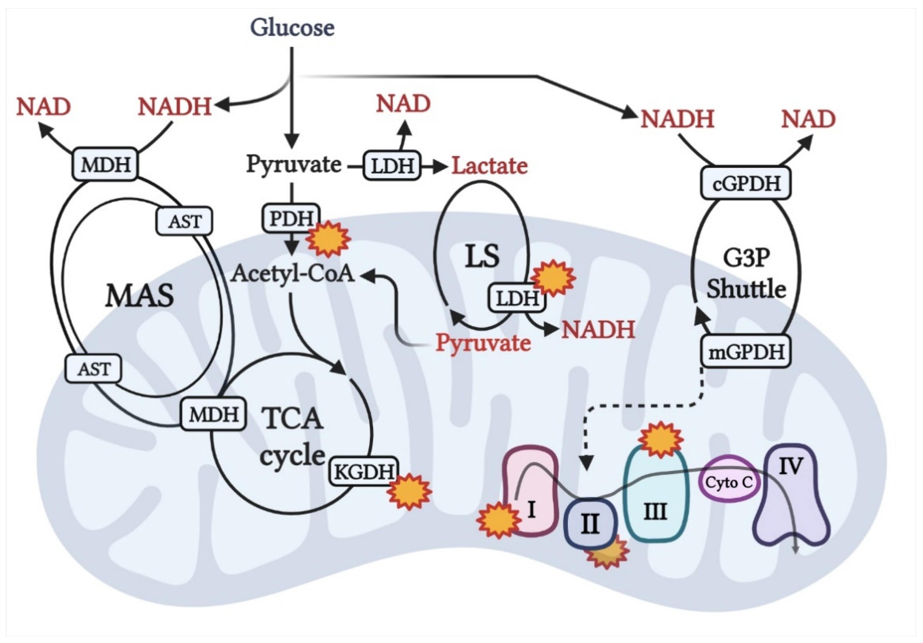 Biomedicines 10 01456 g004 Biomedicines 10 01456 g004