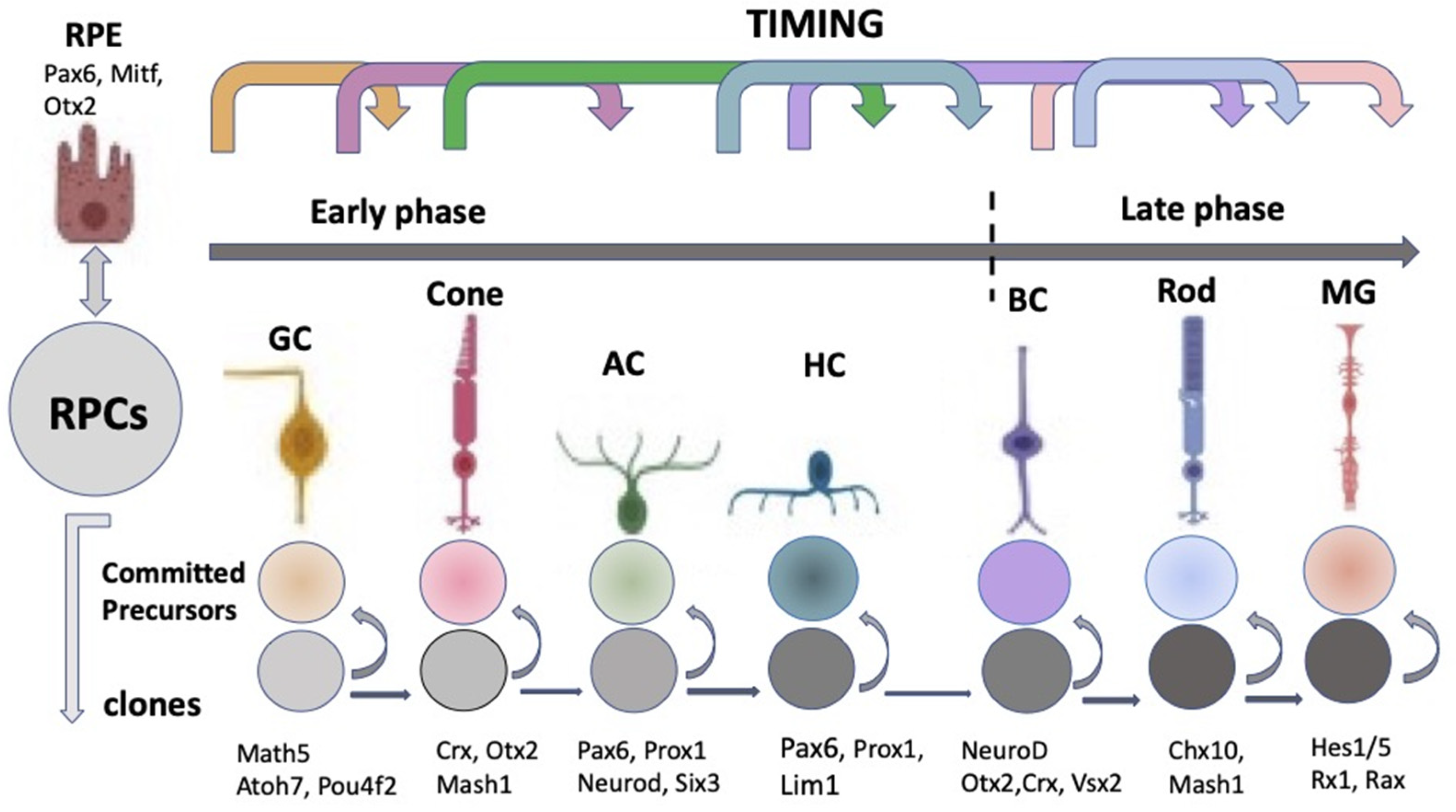 Self-Organization of the Retina during Eye Development, Retinal ...