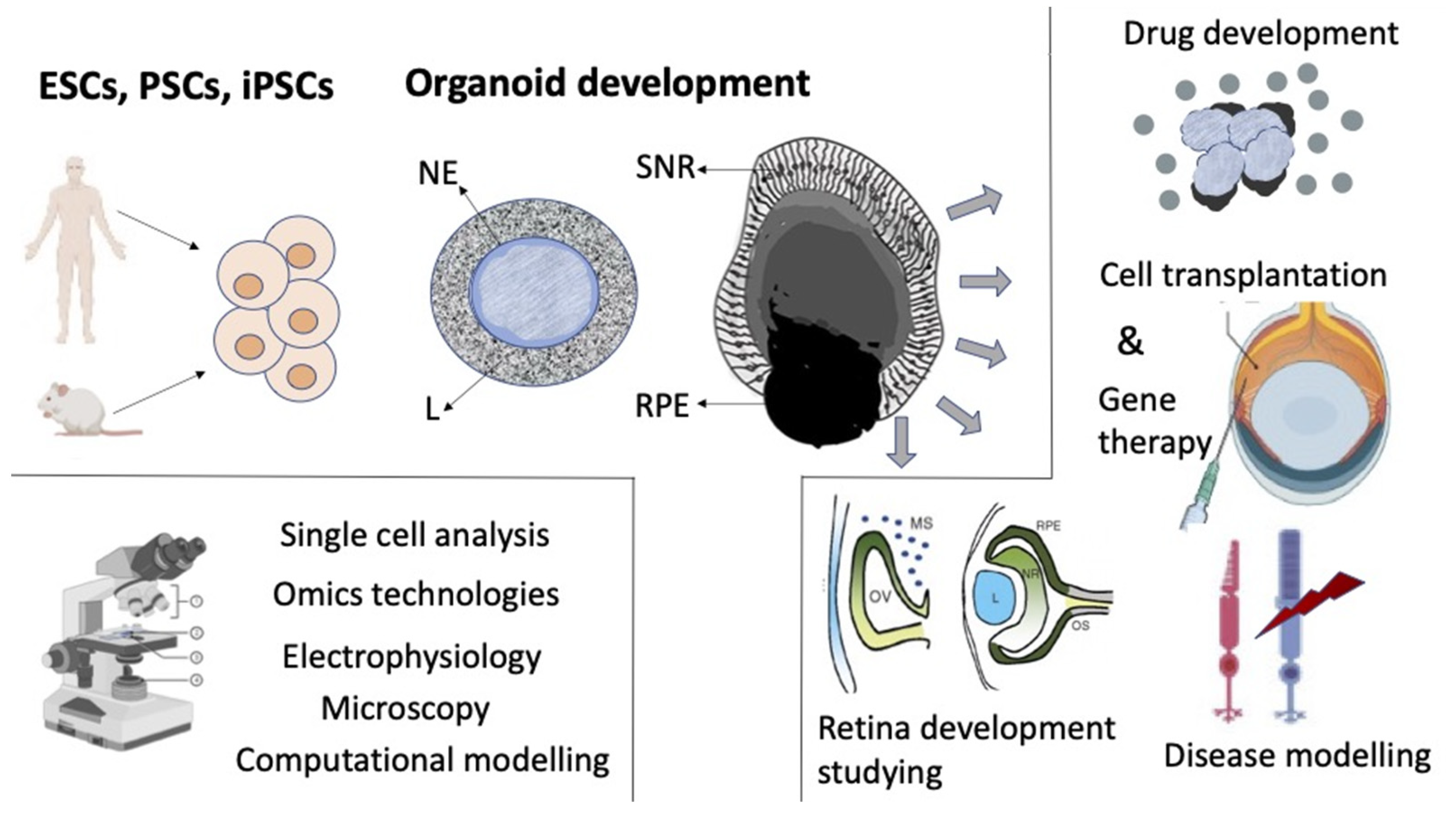 Biomedicines 10 01458 g006 Biomedicines 10 01458 g006