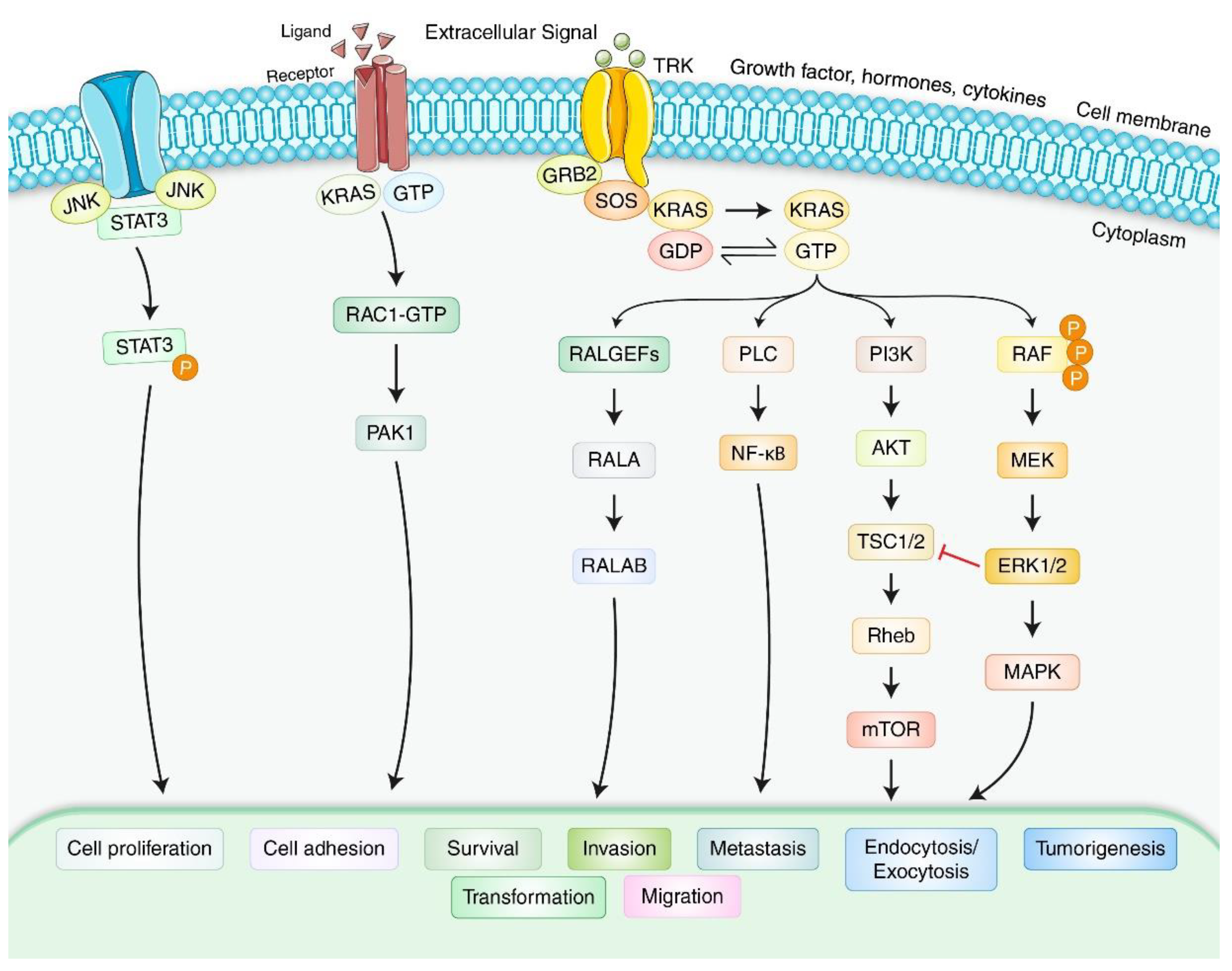 Biomedicines 10 01459 g002 Biomedicines 10 01459 g002