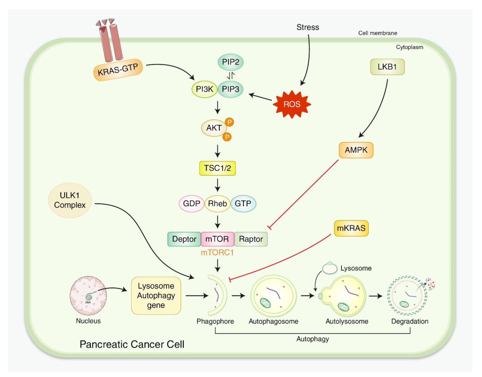 Biomedicines 10 01459 g003 Biomedicines 10 01459 g003