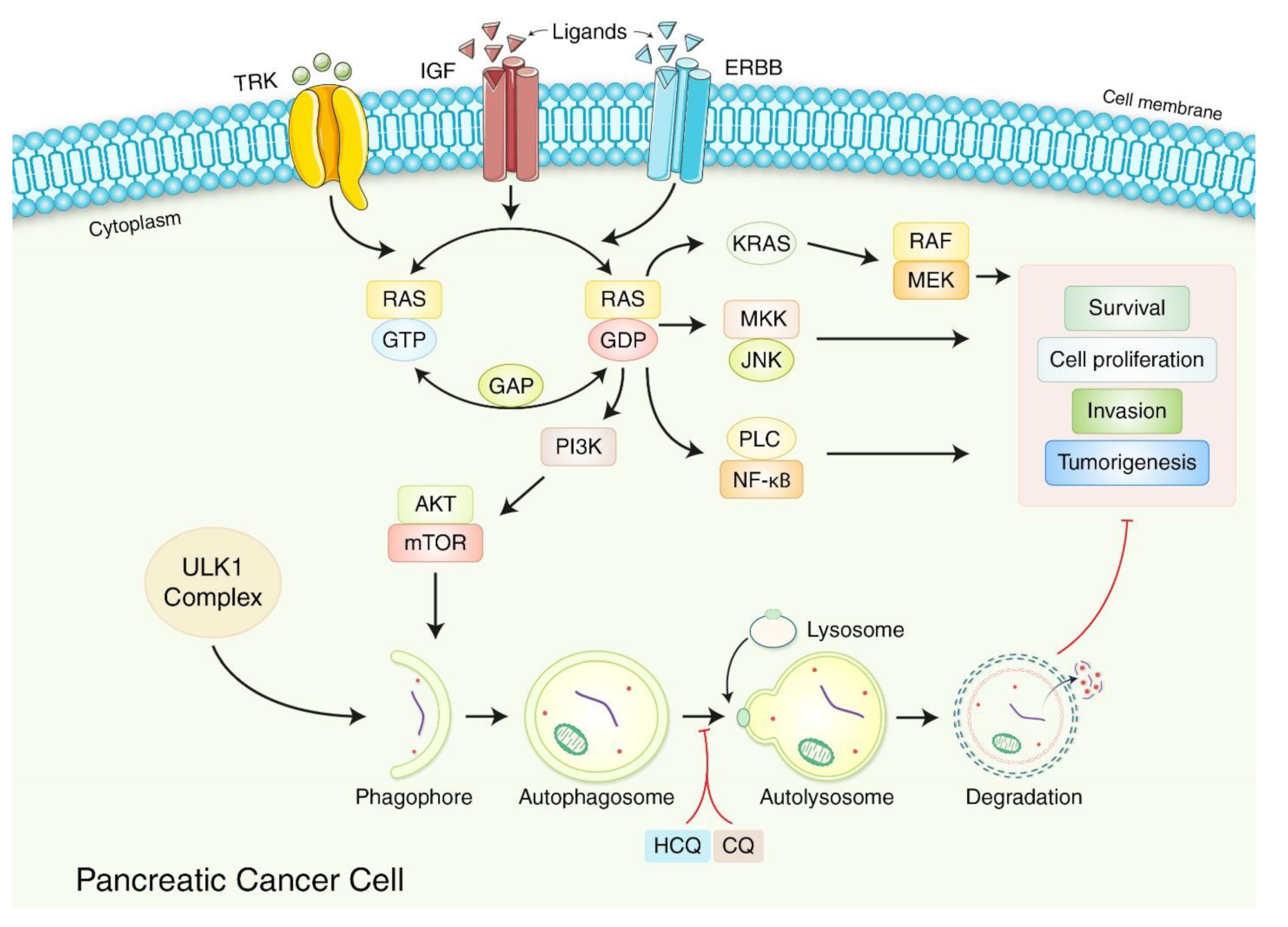 Biomedicines 10 01459 g004 Biomedicines 10 01459 g004