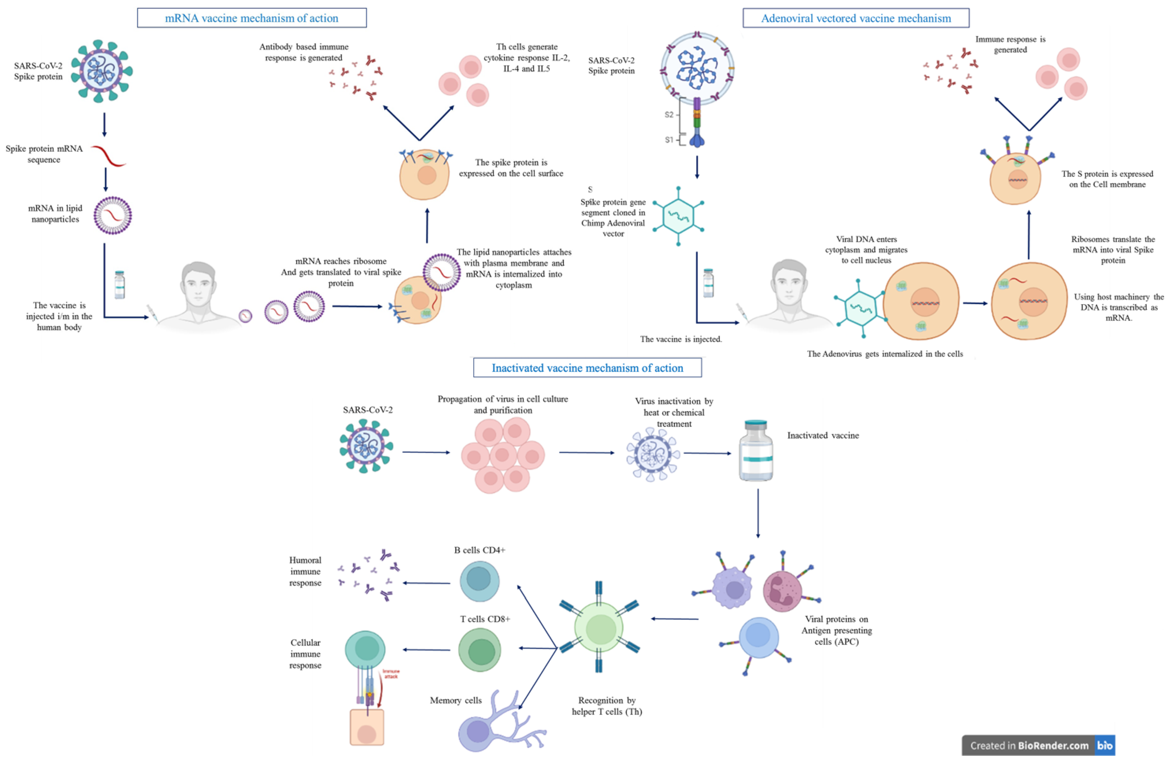 How does SARS-CoV-2 evade the immune defences?