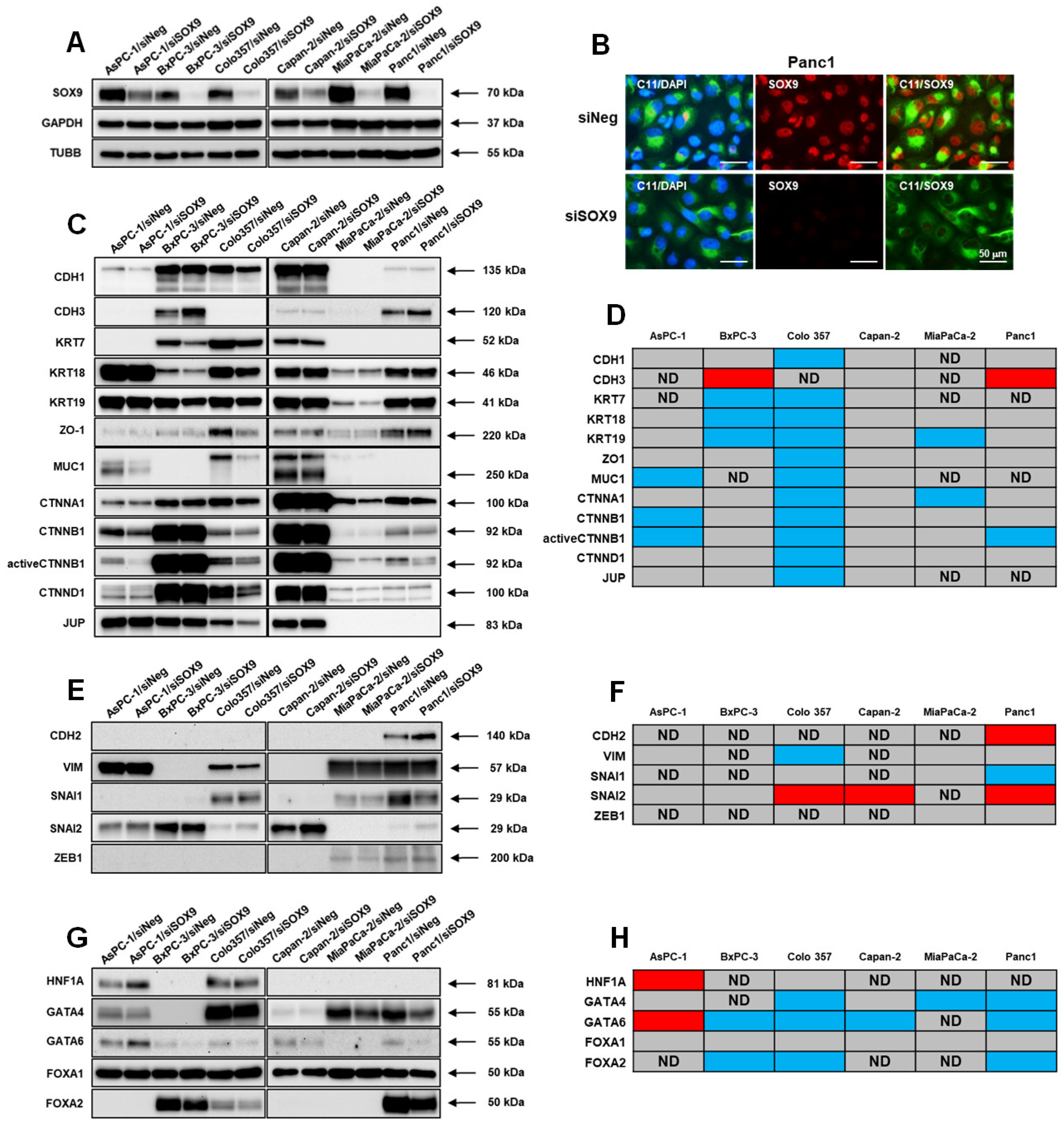 Biomedicines 10 01466 g002