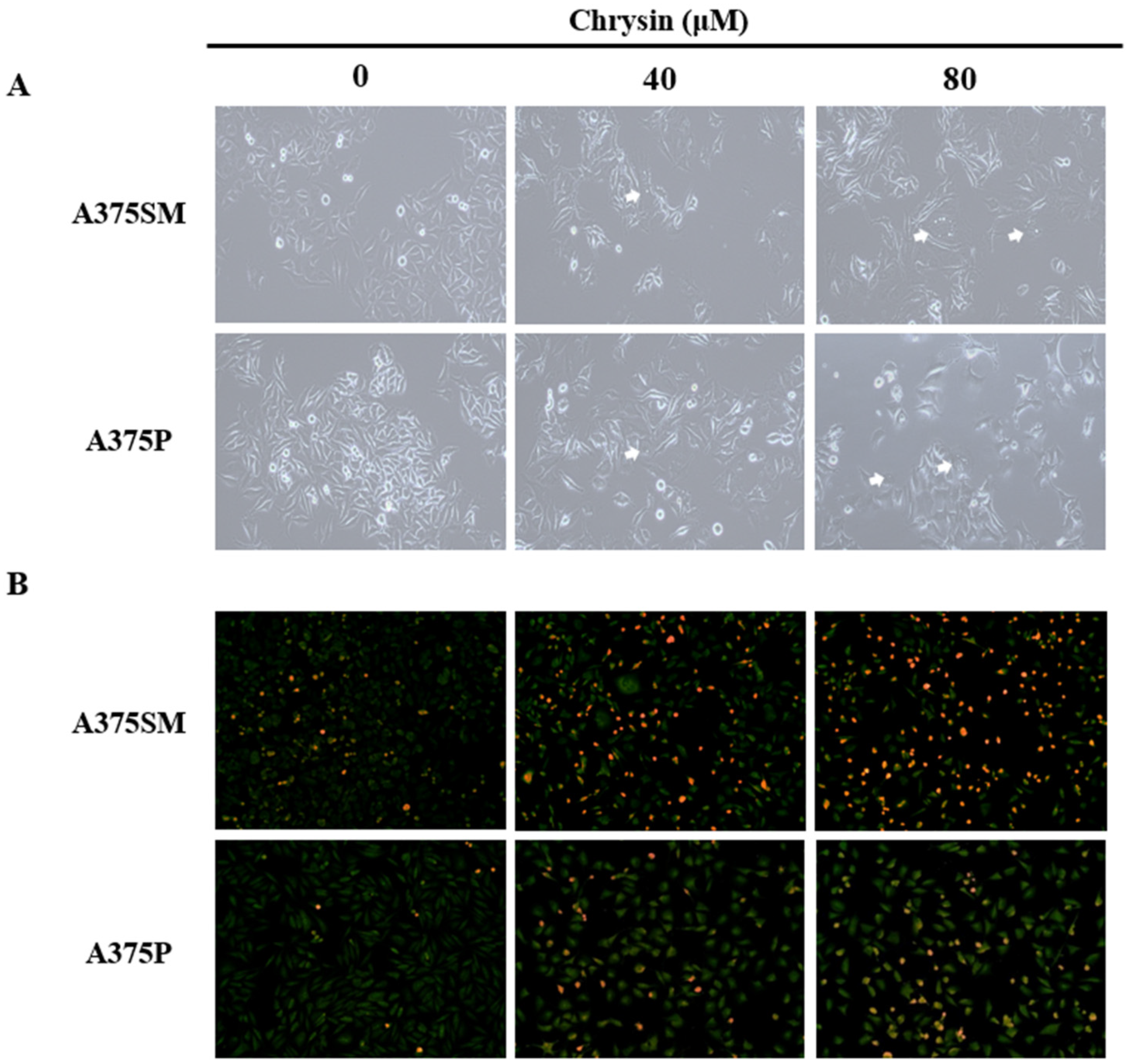 Biomedicines 10 01467 g005