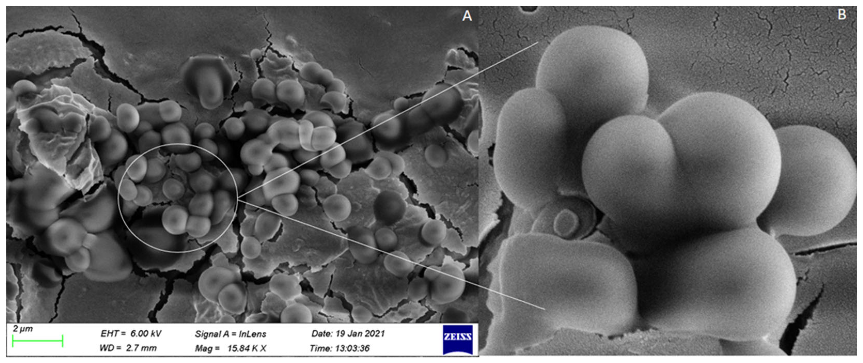 Biomedicines 10 01470 g004