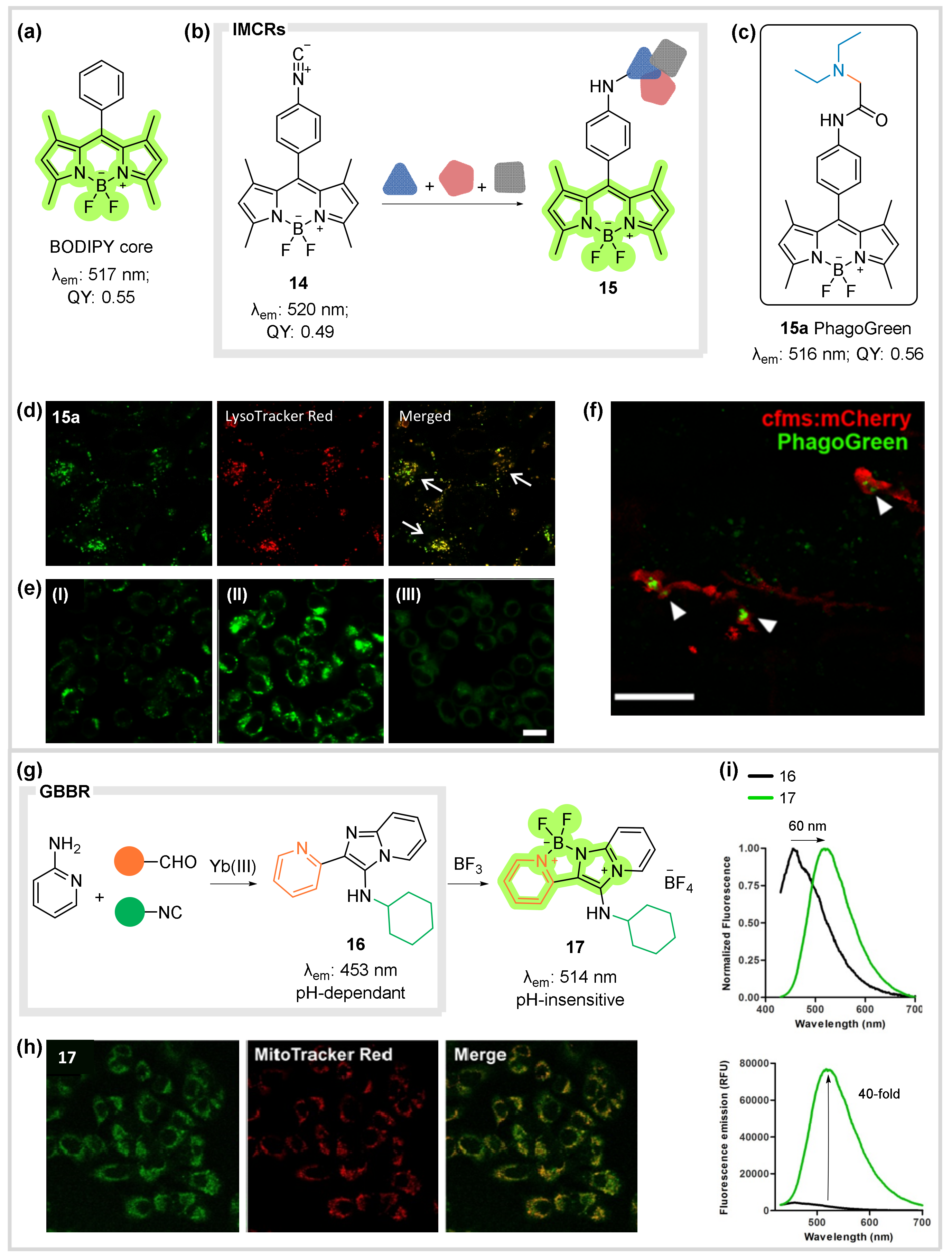 Biomedicines 10 01488 g007
