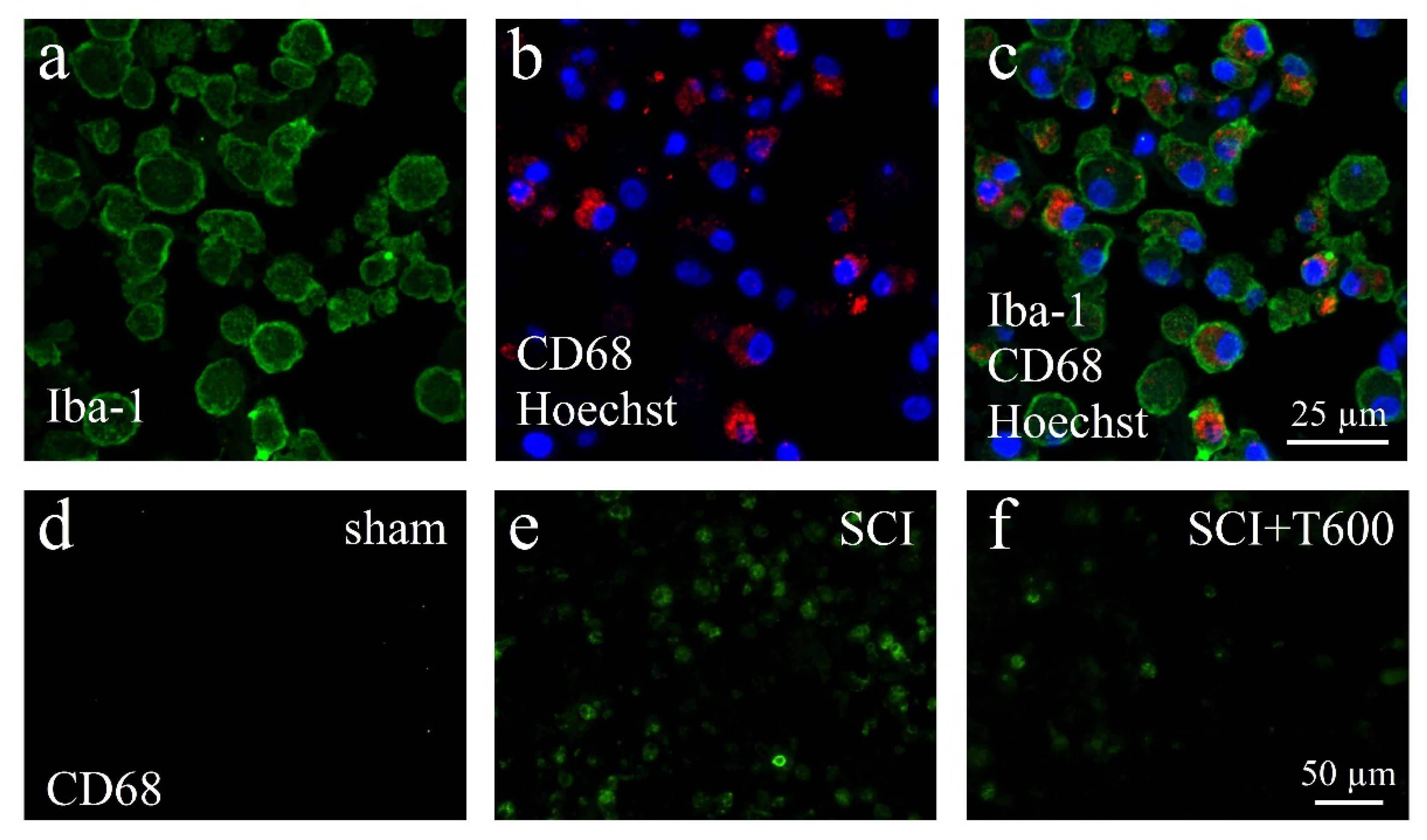 Biomedicines 10 01501 g007