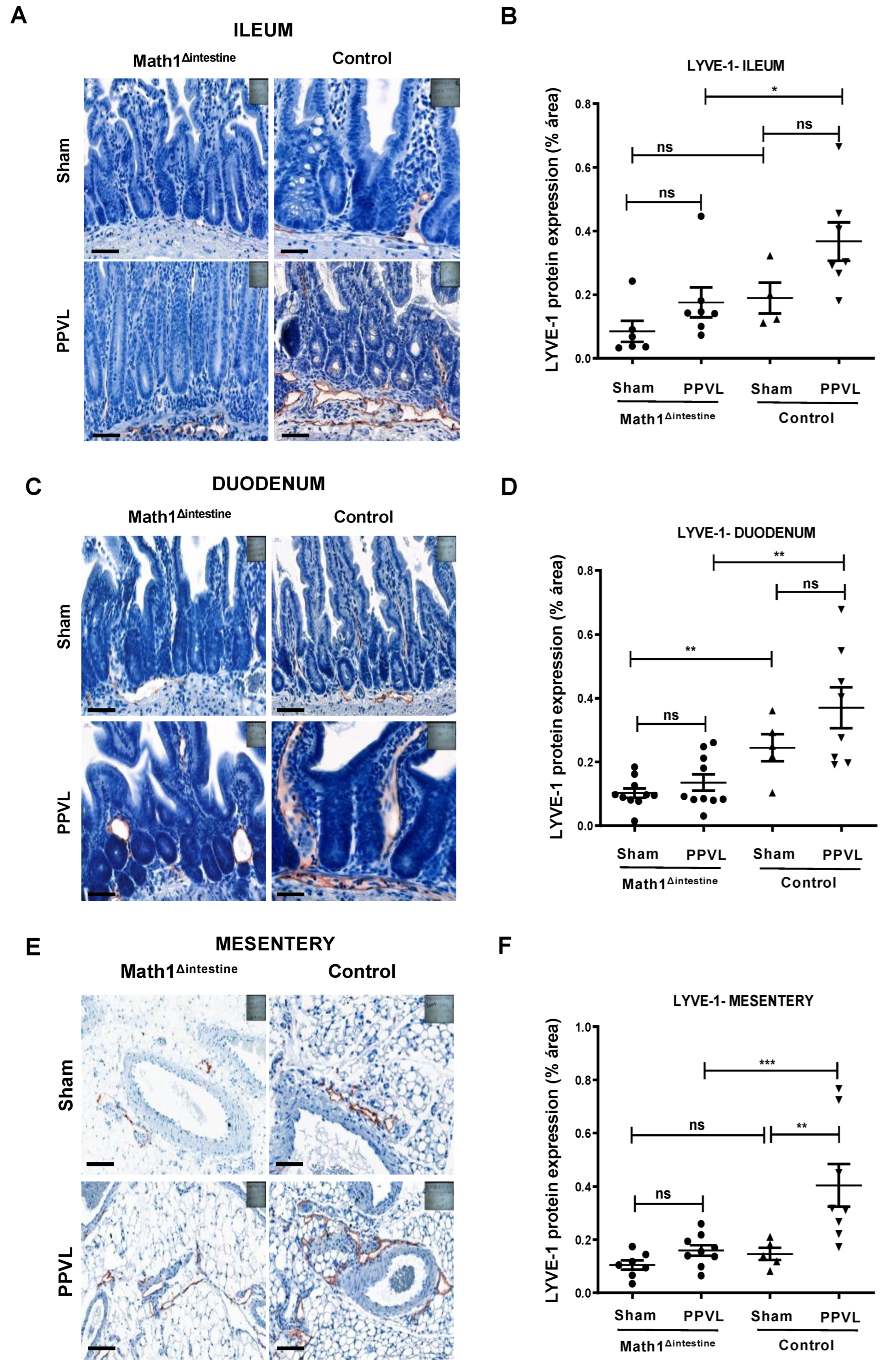 Biomedicines 10 01503 g004