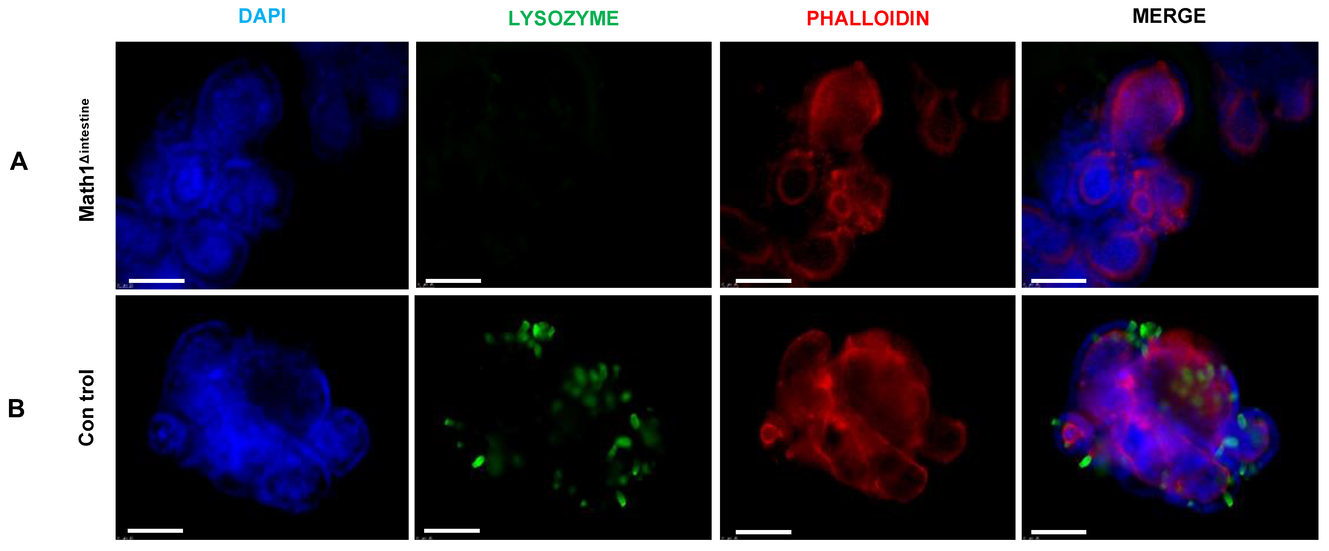 Biomedicines 10 01503 g005