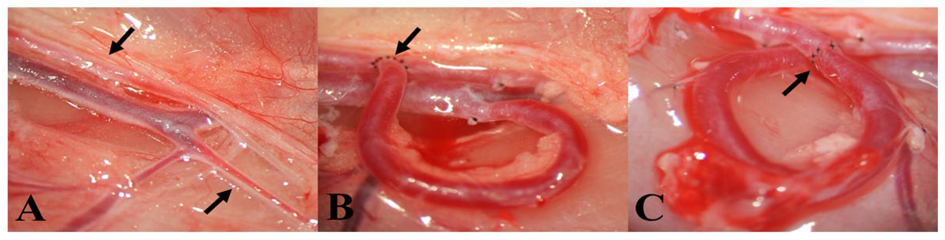 Biomedicines 10 01508 g001 Biomedicines 10 01508 g001