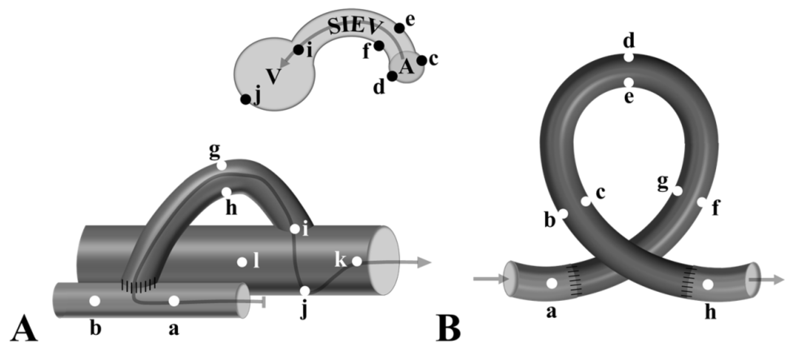 Biomedicines 10 01508 g003 Biomedicines 10 01508 g003