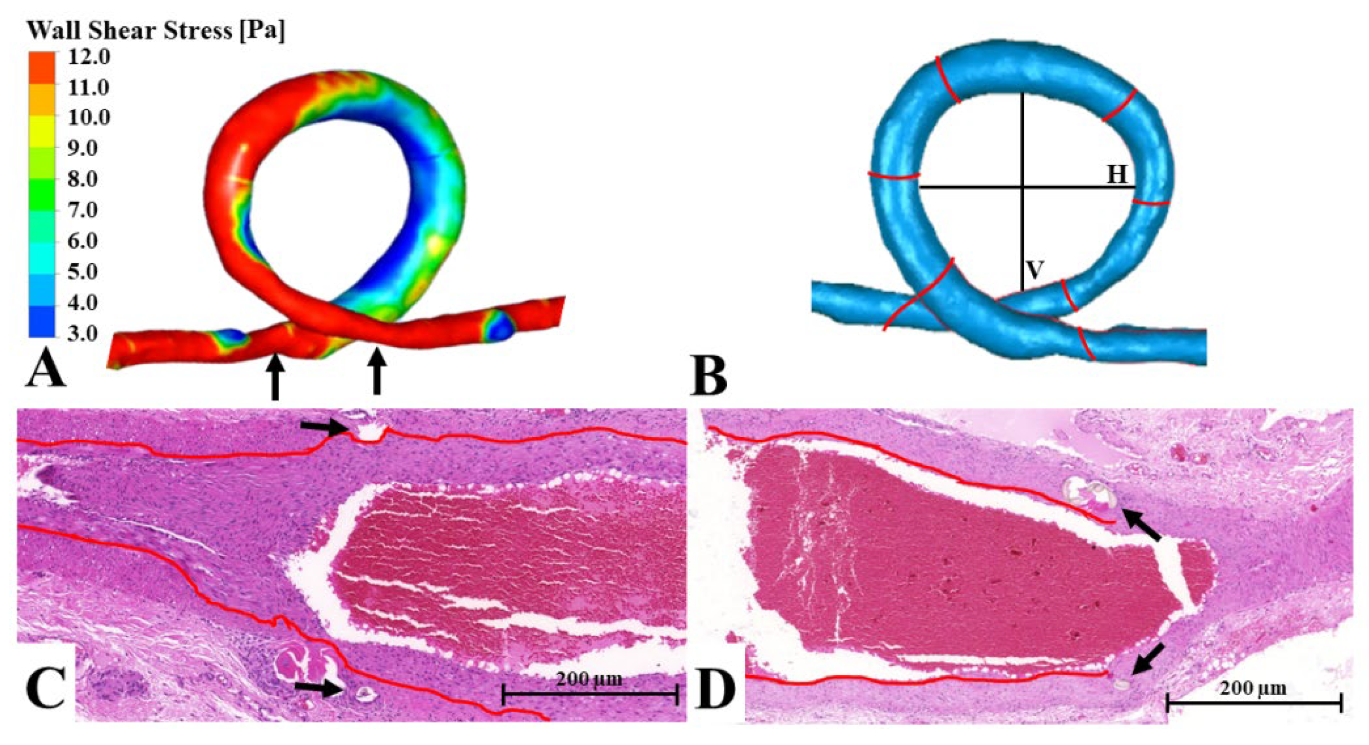 Biomedicines 10 01508 g006 Biomedicines 10 01508 g006