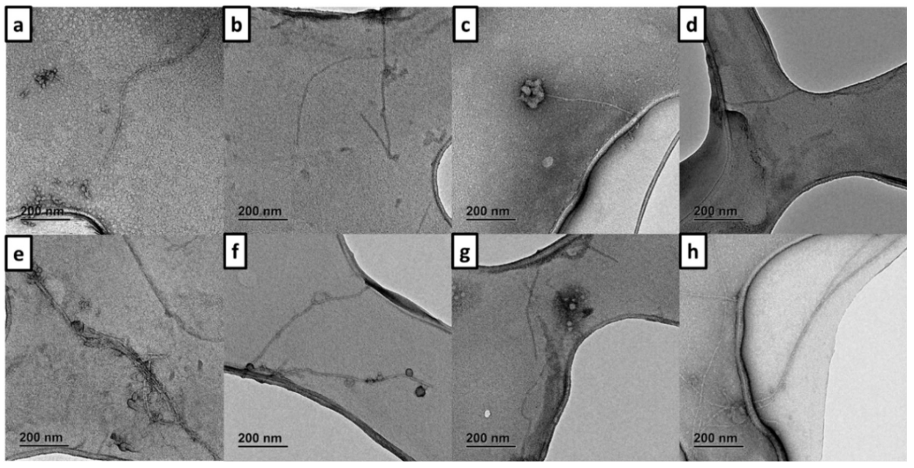 Biomedicines 10 01510 g004 Biomedicines 10 01510 g004