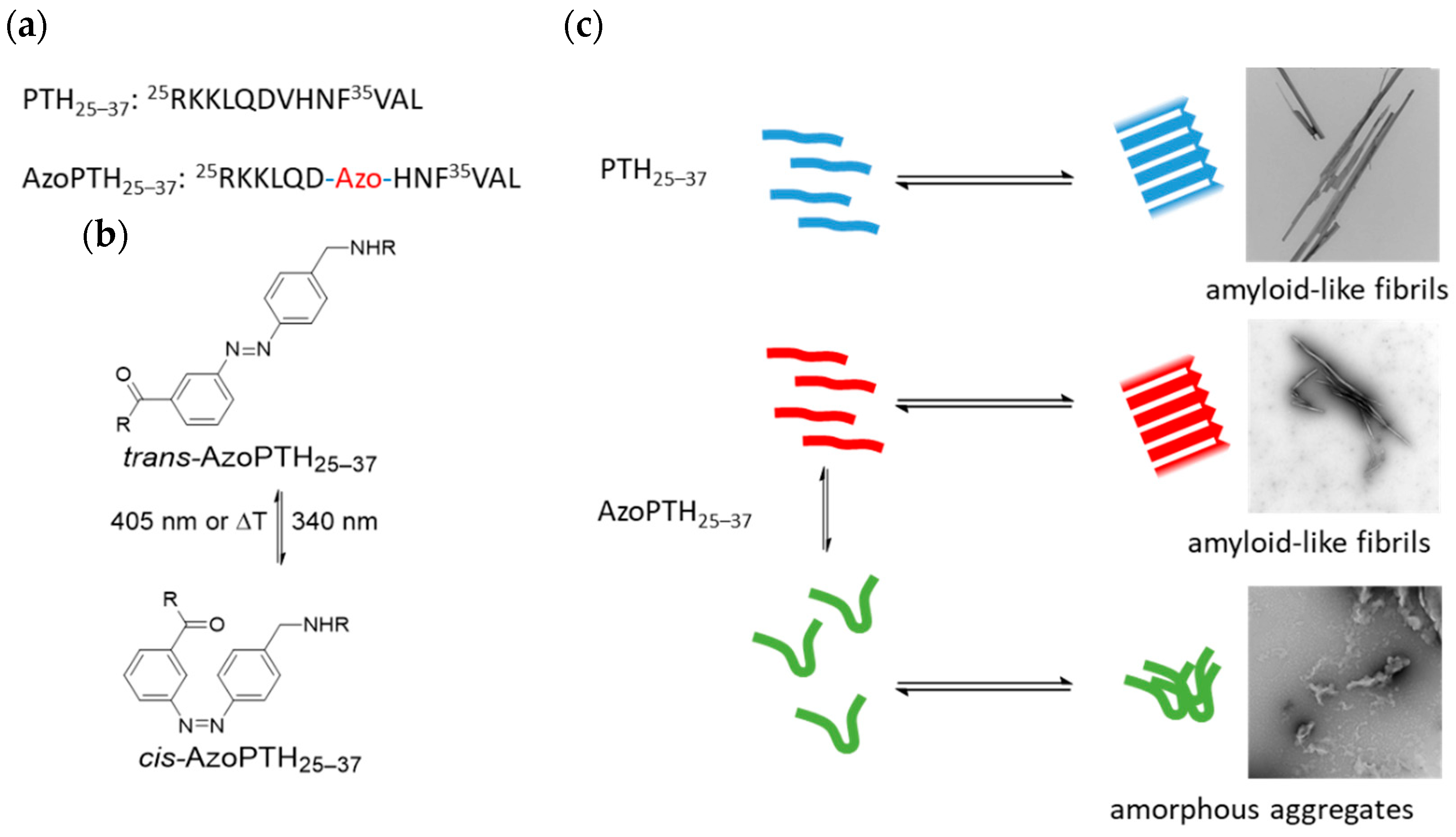Biomedicines 10 01512 g001