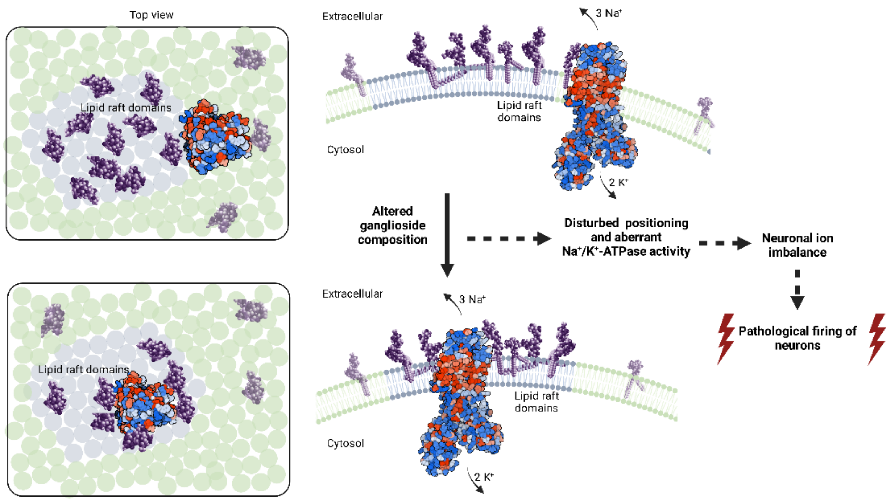 Biomedicines 10 01518 g001