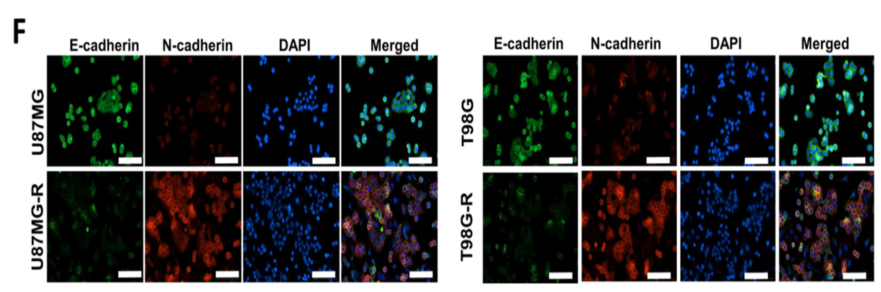 Biomedicines 10 01531 g003b 550