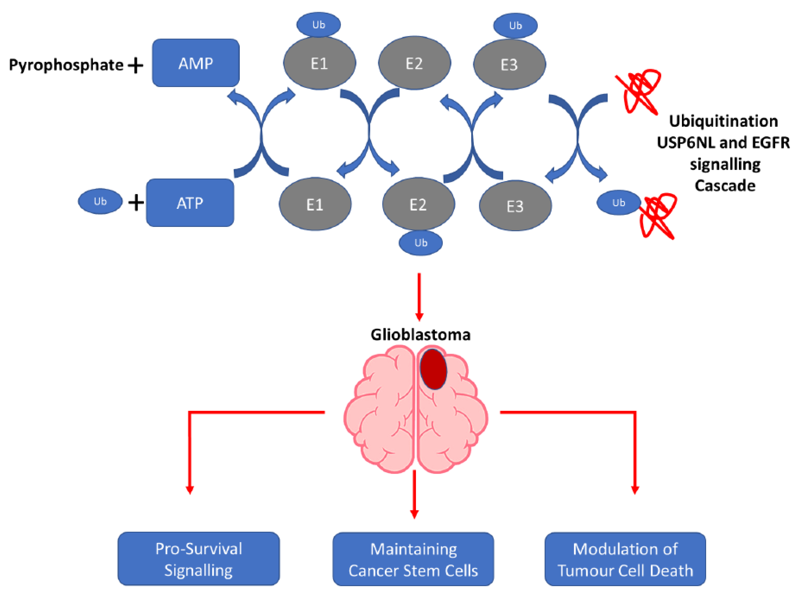 Biomedicines 10 01531 g008 550
