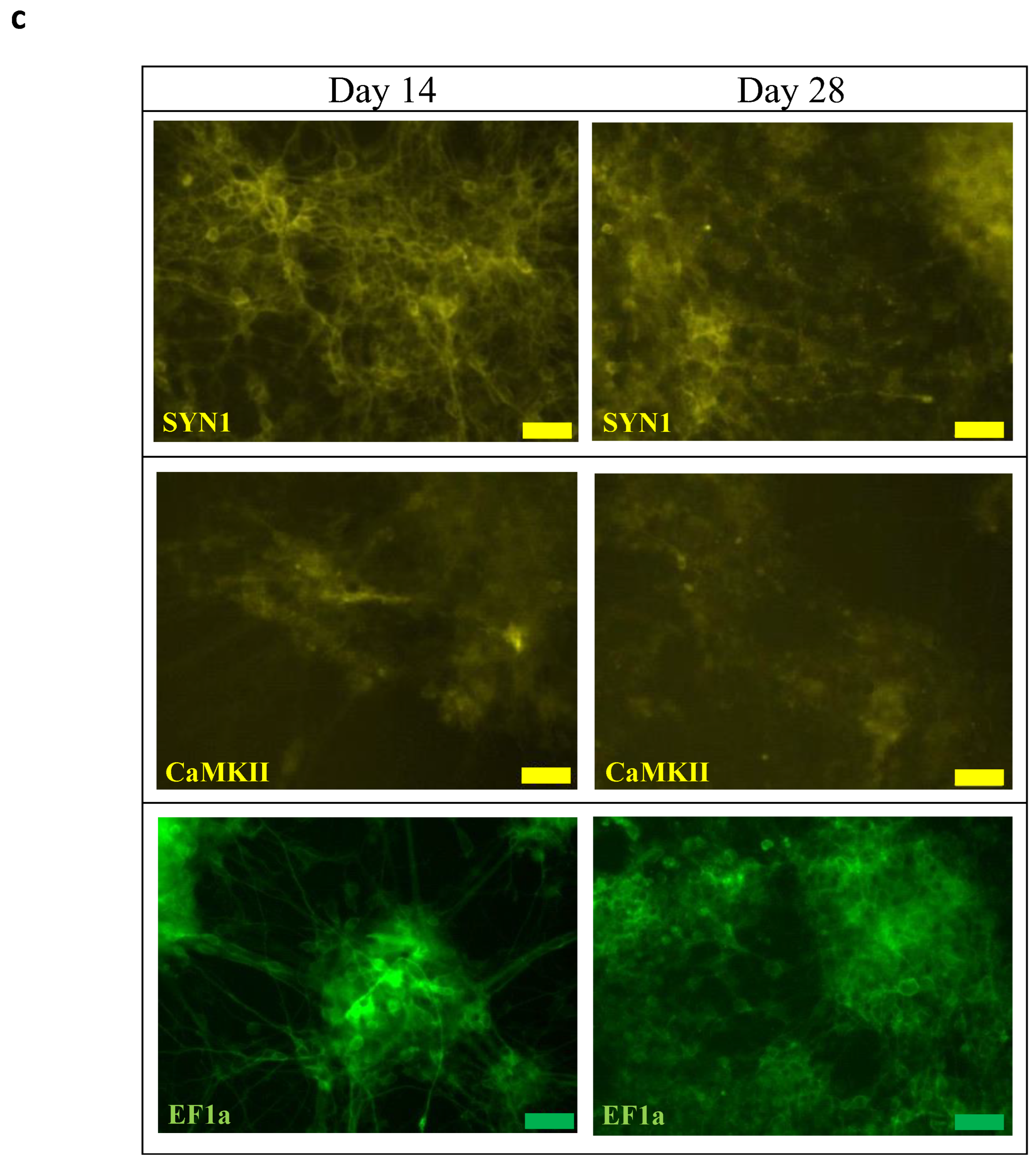 Biomedicines 10 01534 g002b 550