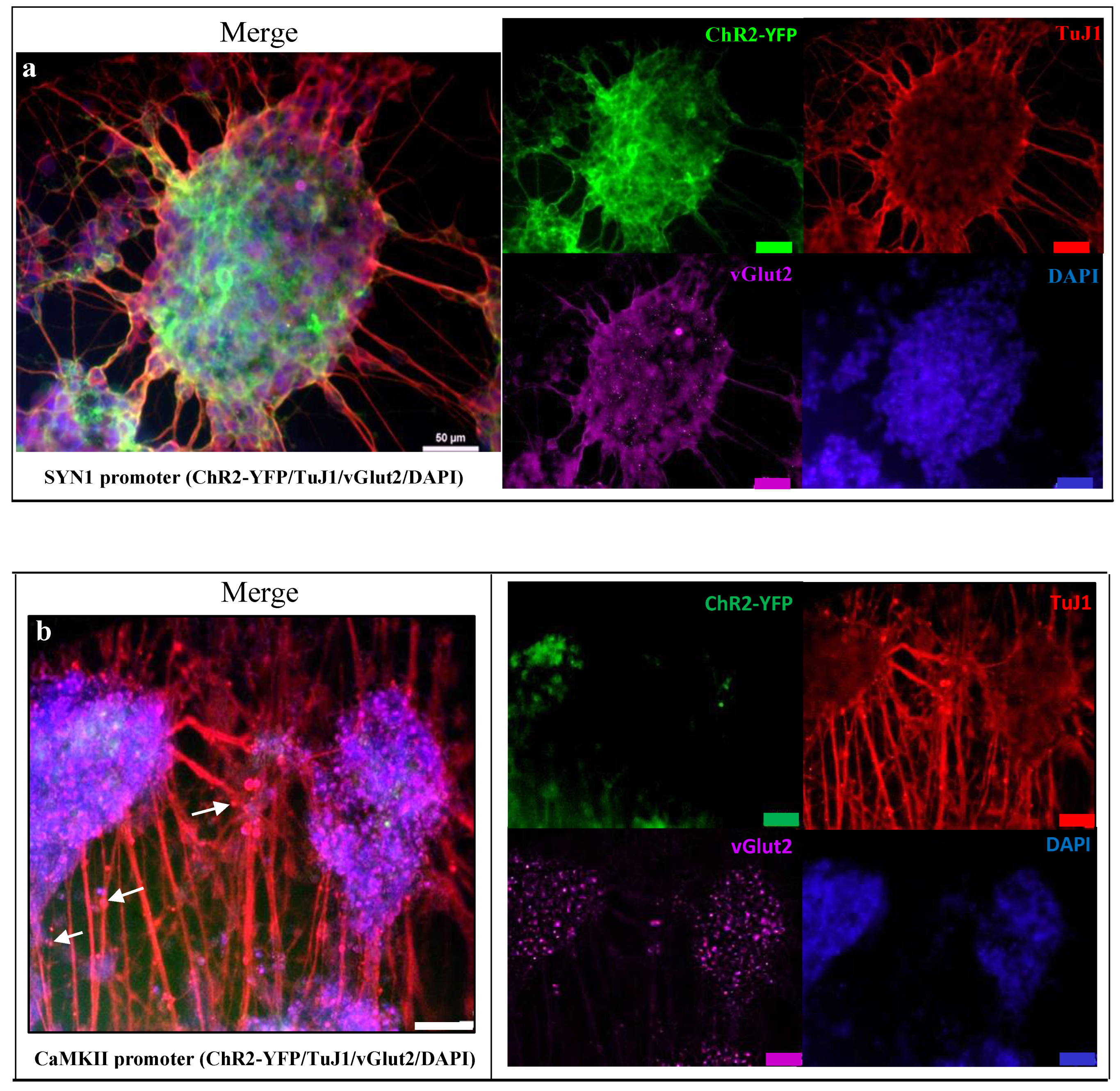 Biomedicines 10 01534 g003 550