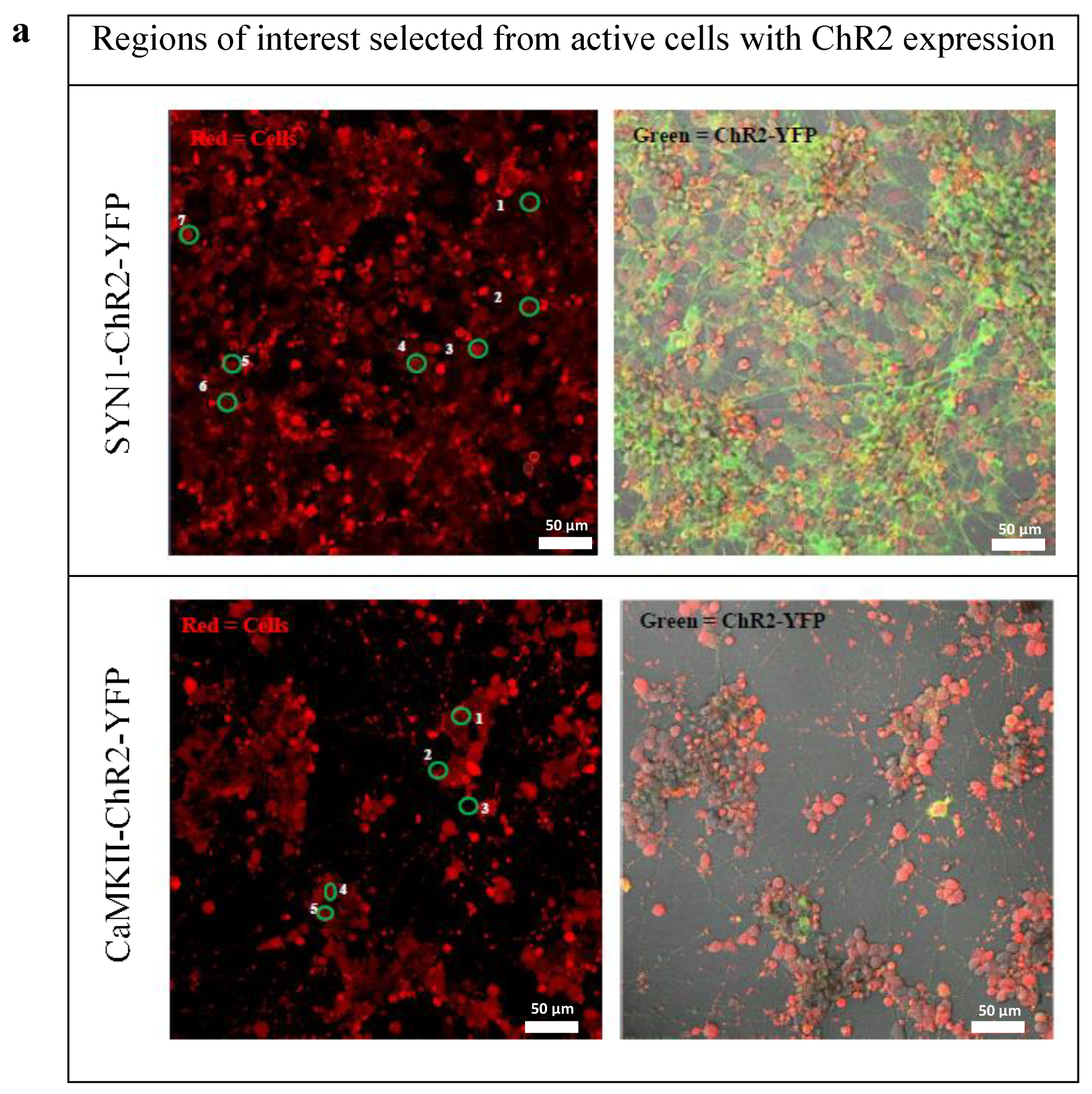 Biomedicines 10 01534 g004a 550