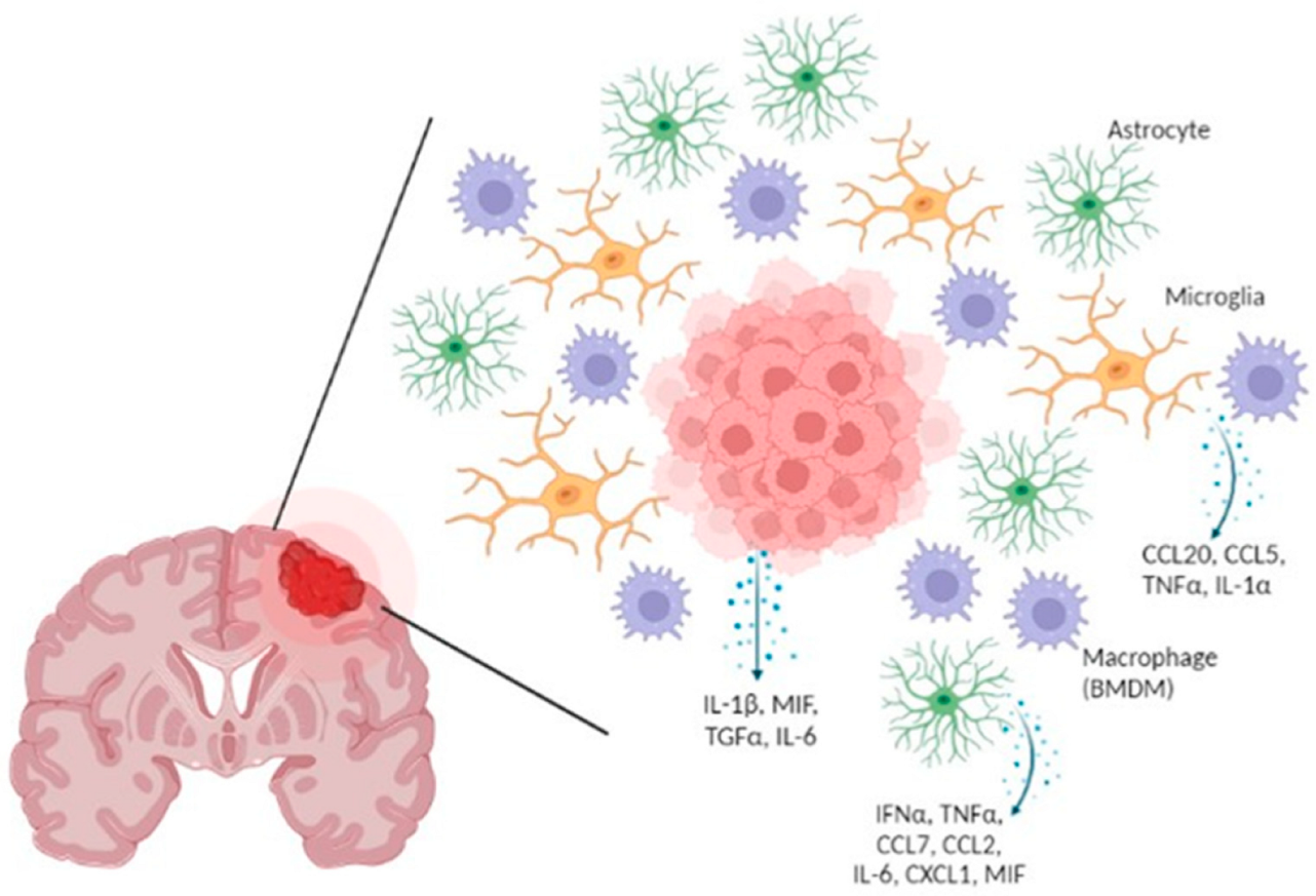 Blocking immunosuppressive neutrophils deters pY696-EZH2–driven brain  metastases