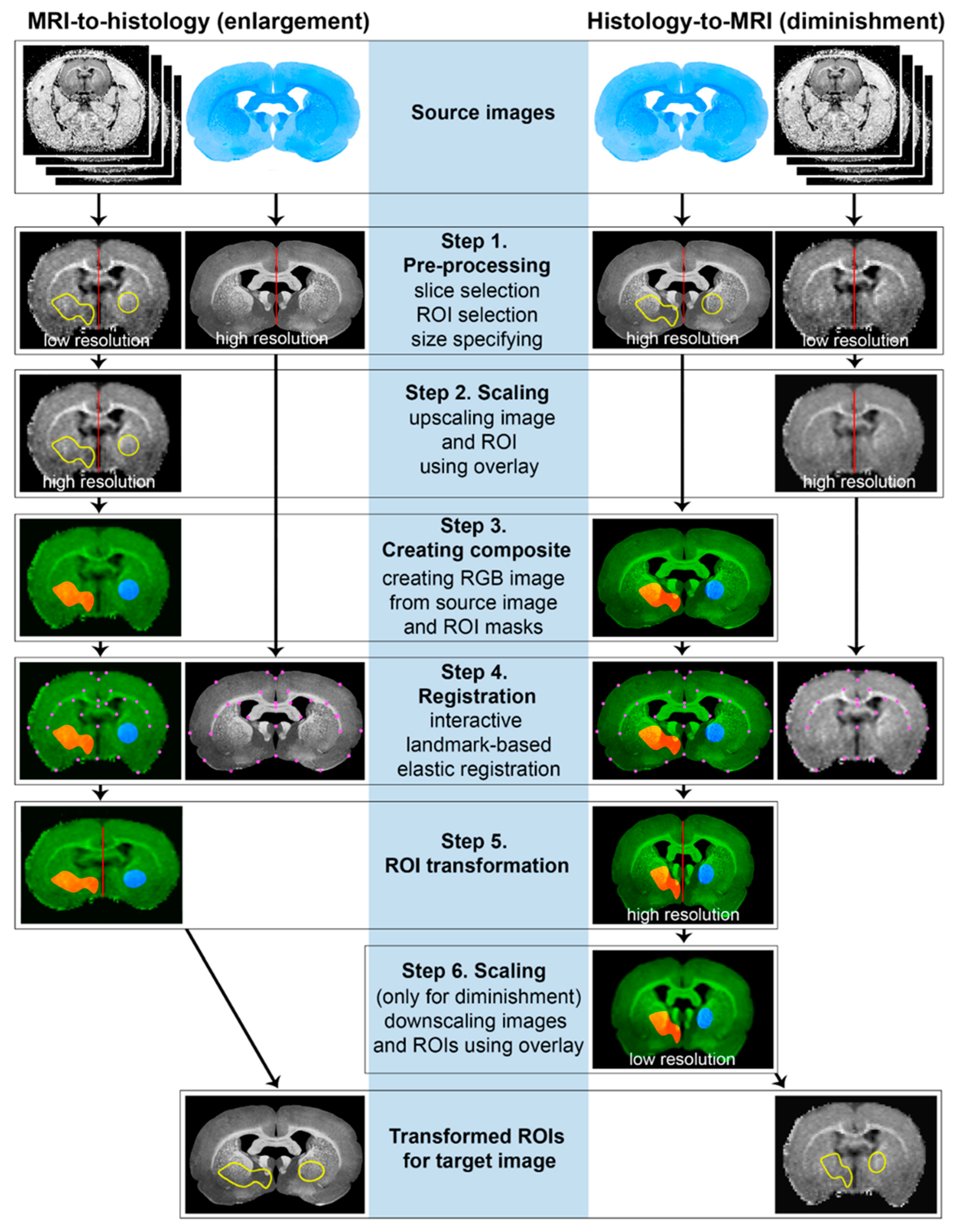Biomedicines 10 01556 g001