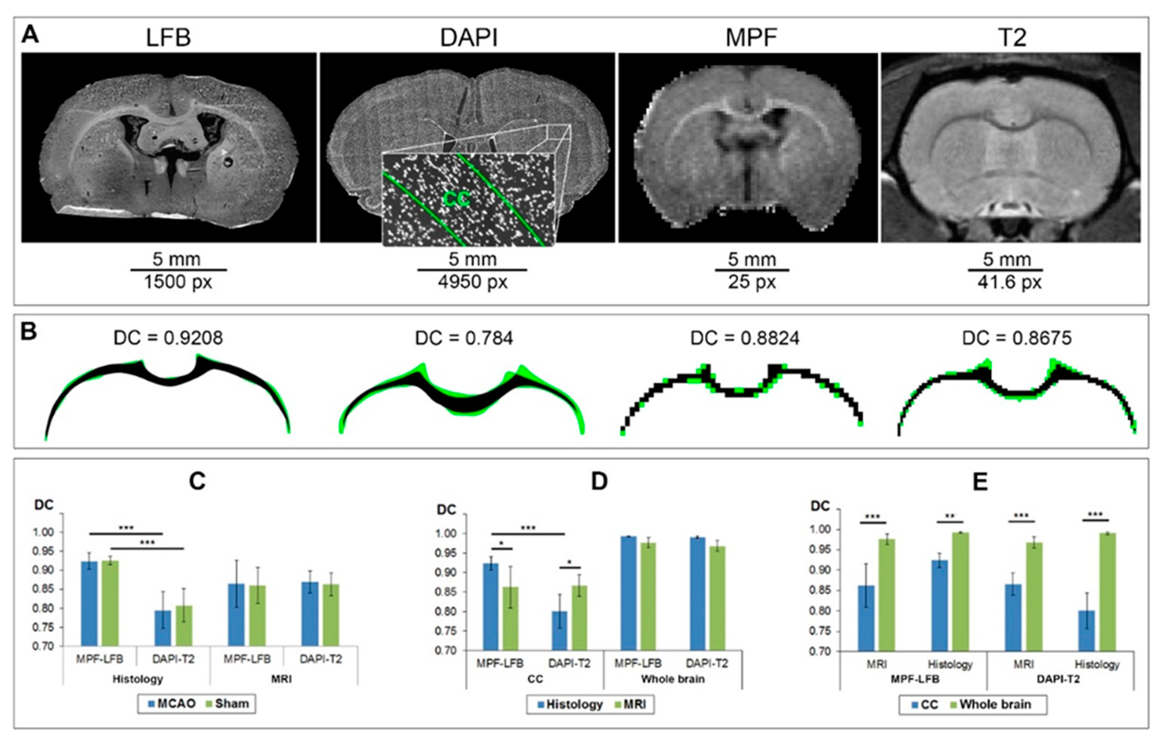 Biomedicines 10 01556 g005